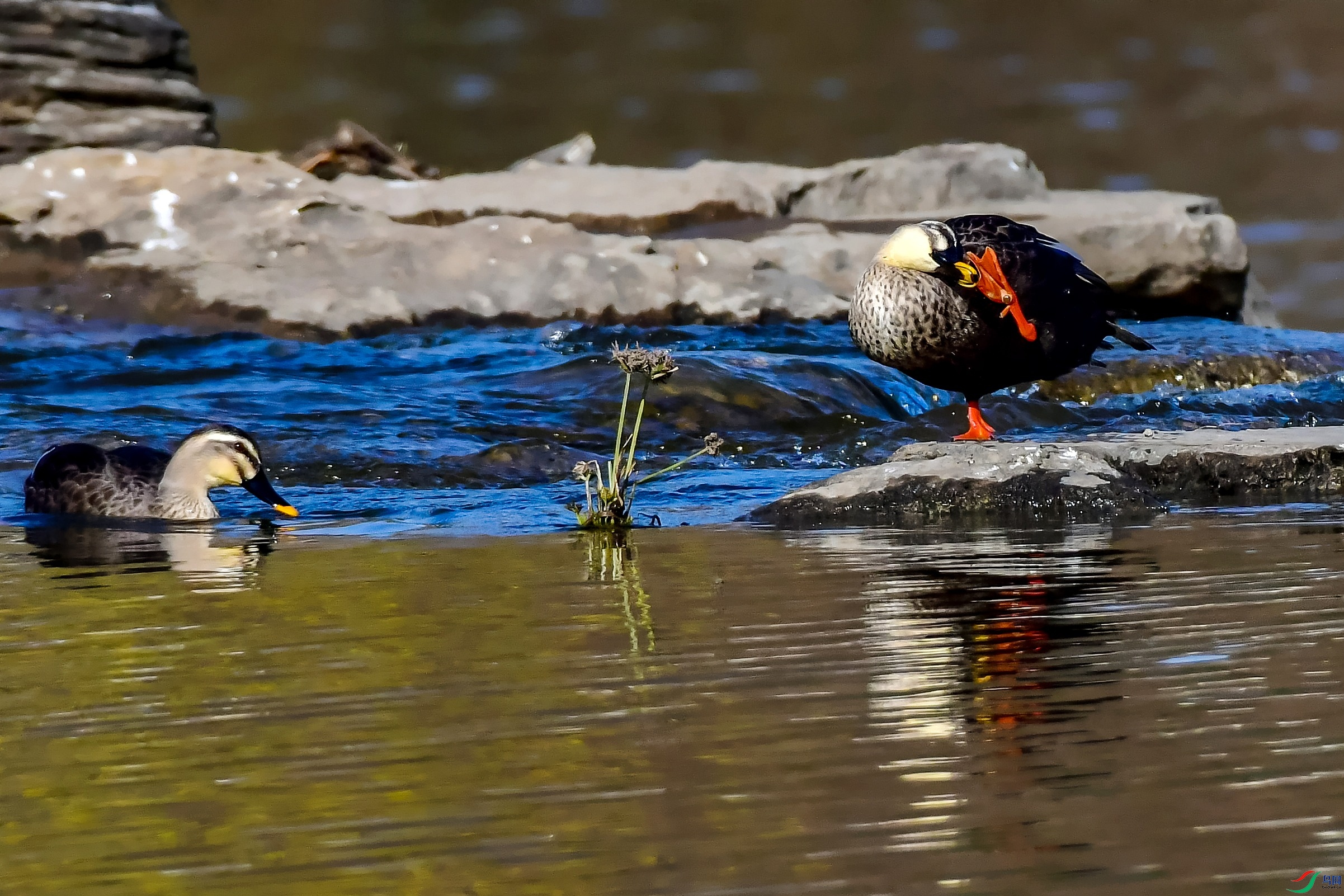DSC_0307˱��ֺ.jpg