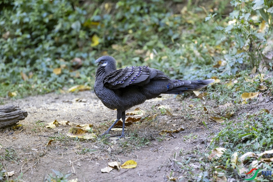 w_133.jpg