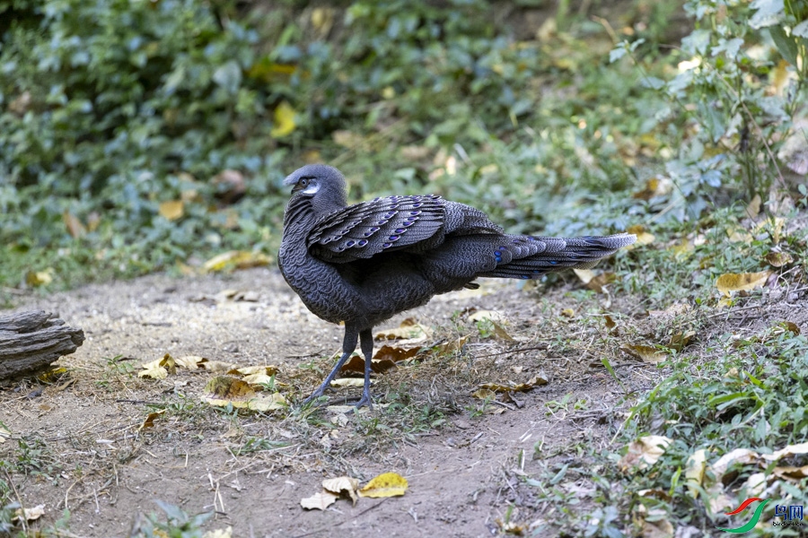 w_134.jpg