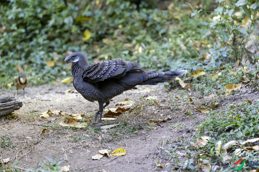 w_136.jpg