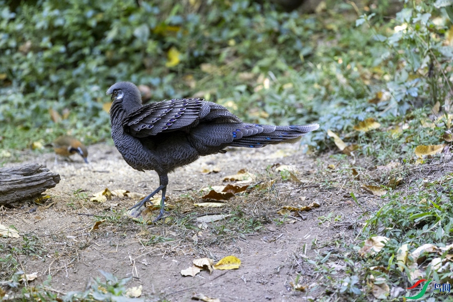 w_148.jpg