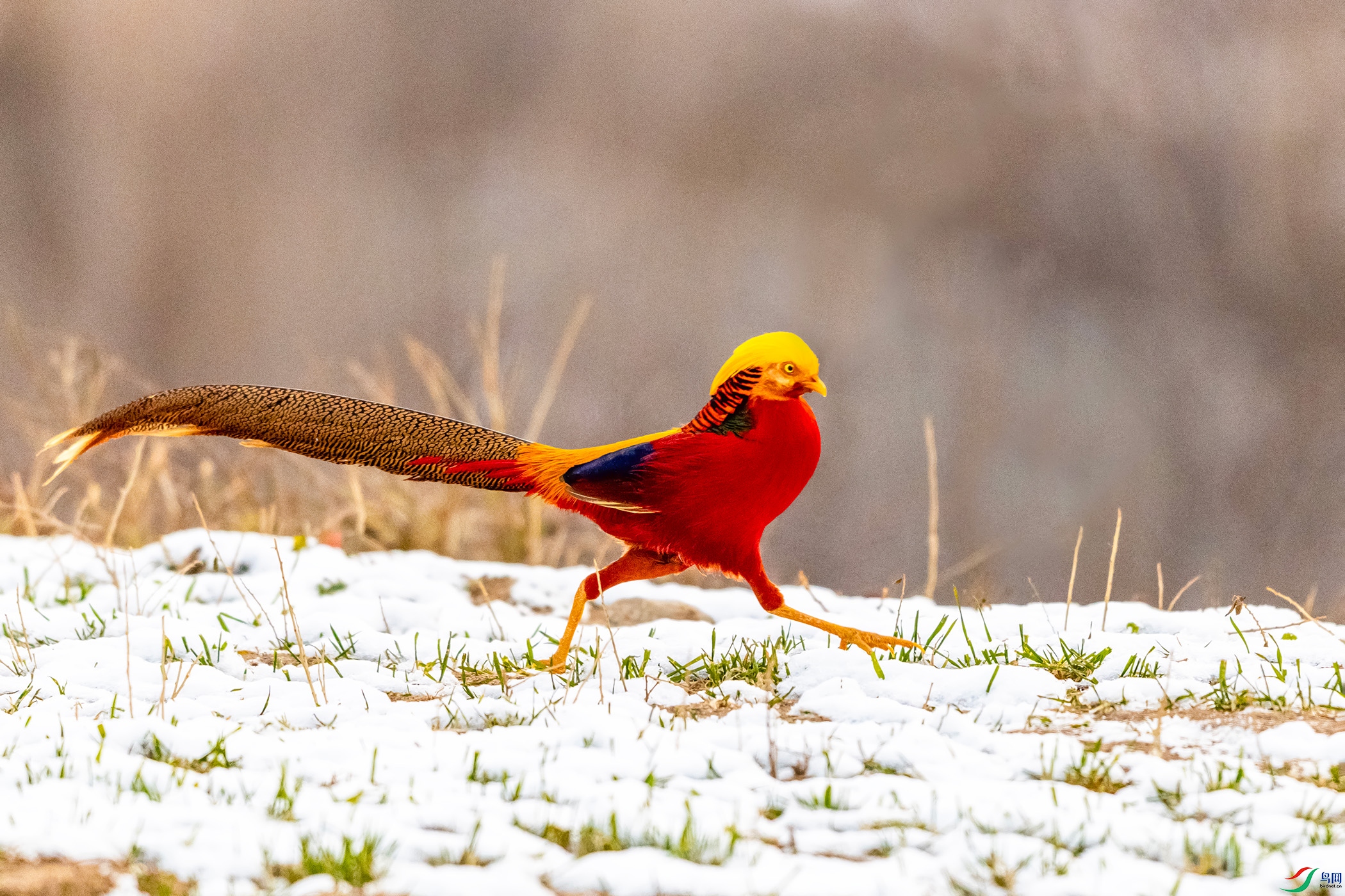 IMG_9077 ����.jpg