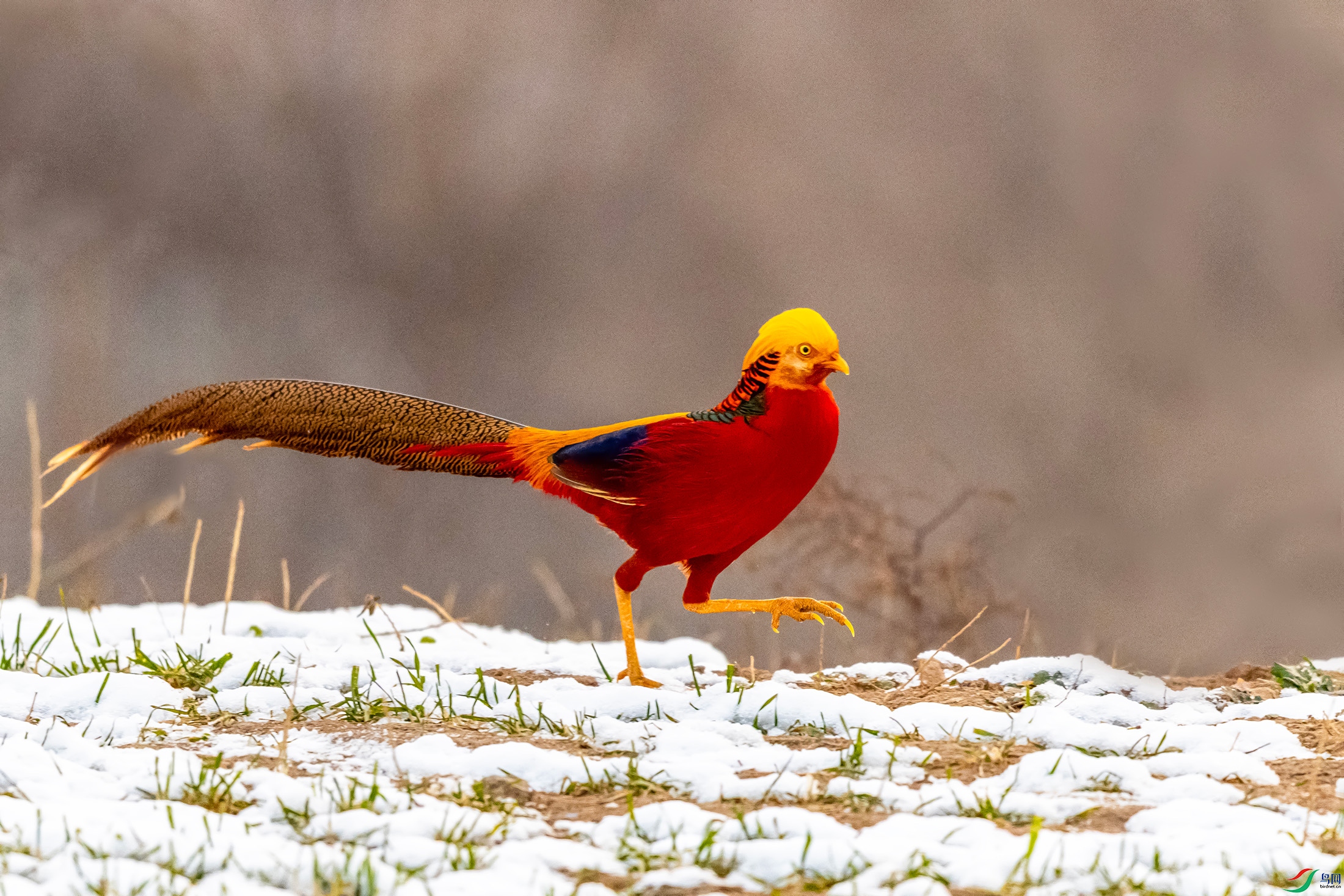 IMG_9087 ����.jpg