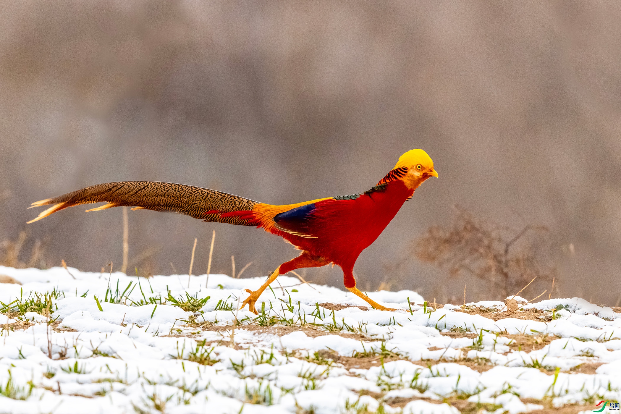 IMG_9083 ����.jpg