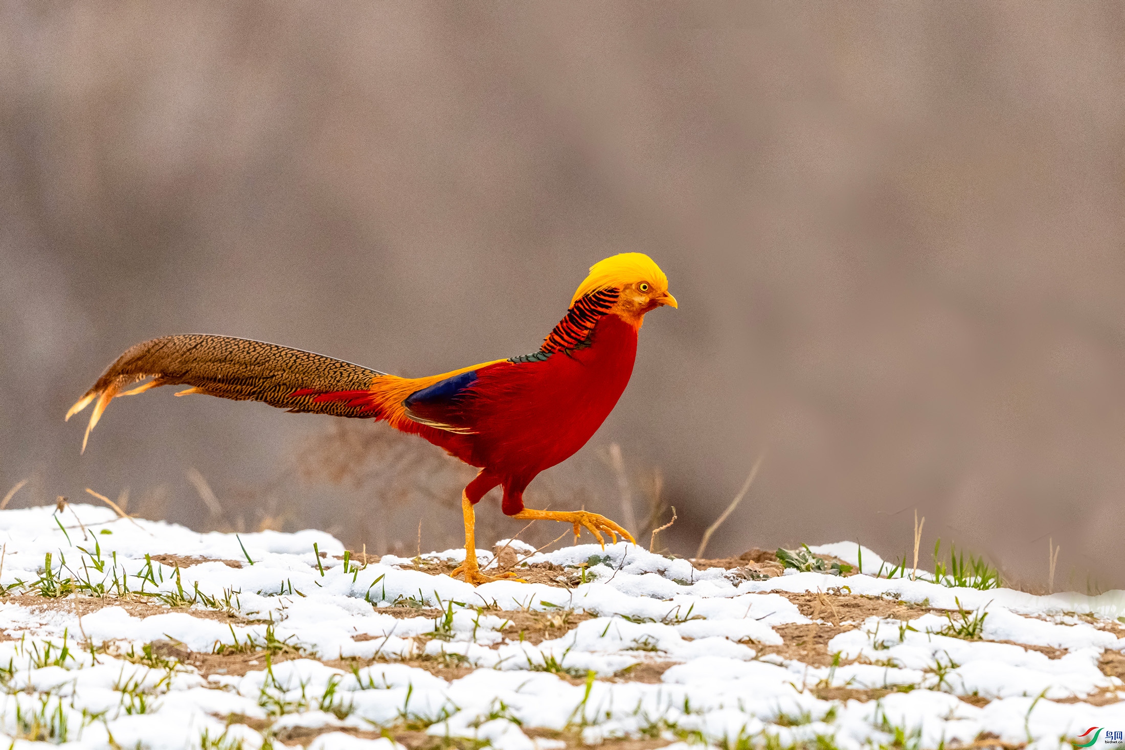 IMG_9096 ����.jpg