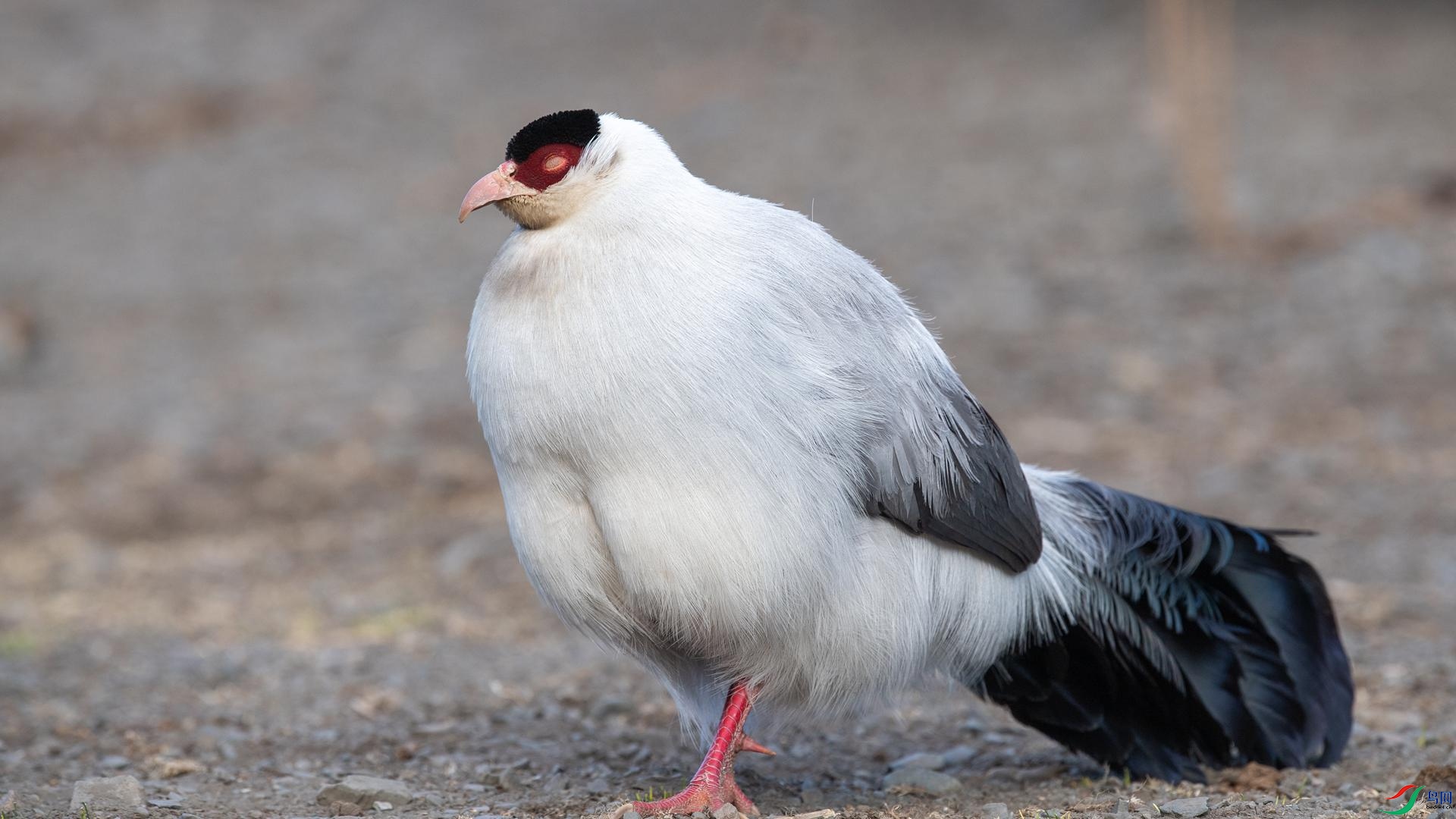 WGB_0982 ����.jpg