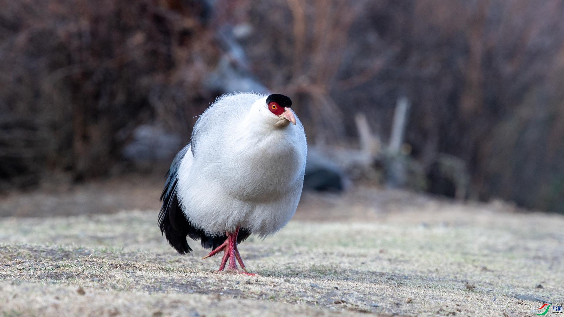 WGB_0987 ����.jpg