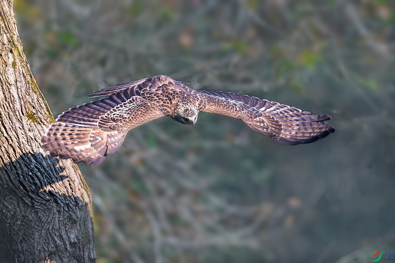 DSC_9509-����ǿ-NR ���� 202.jpg