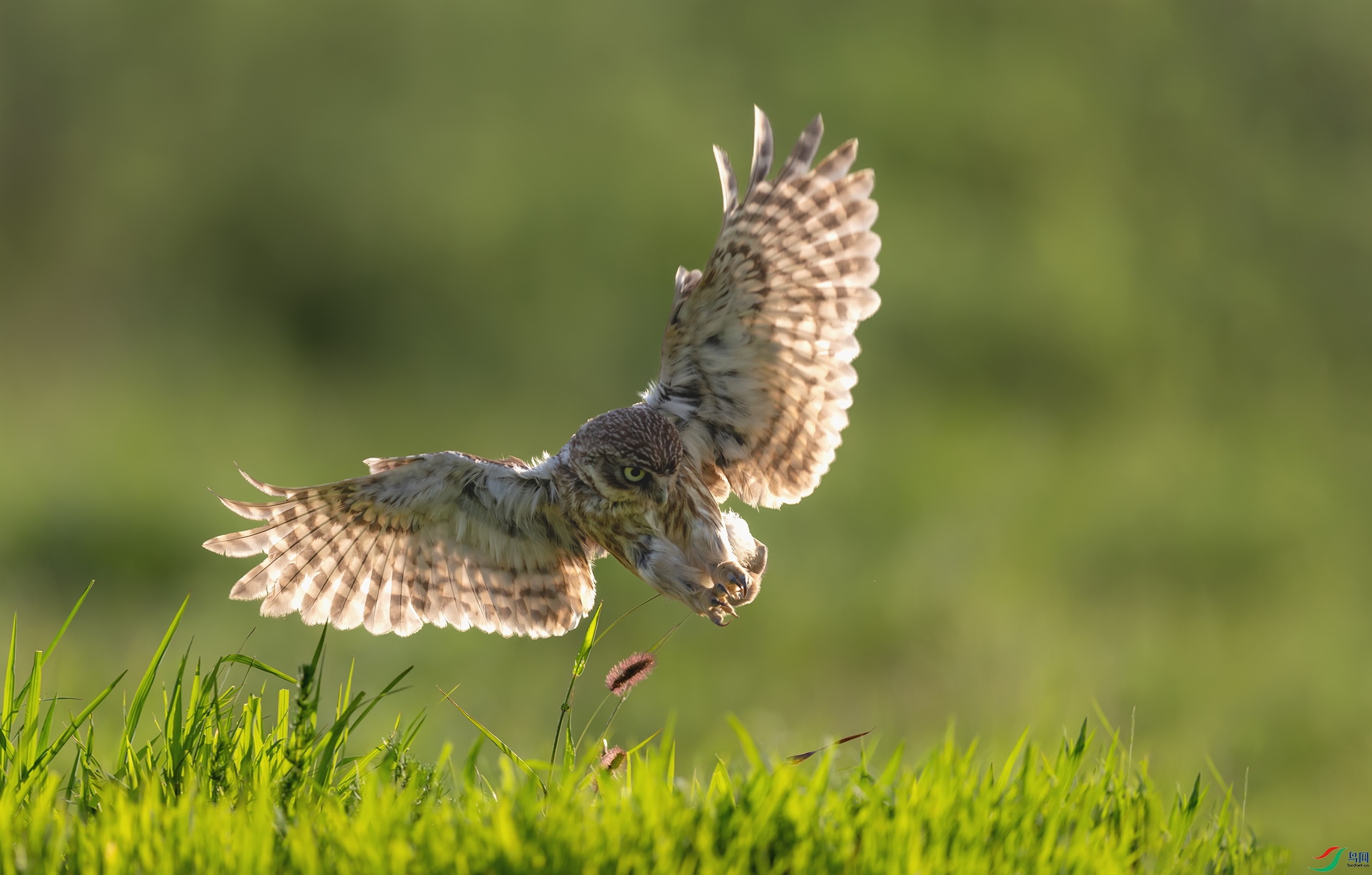 ���Ƹ�С�^