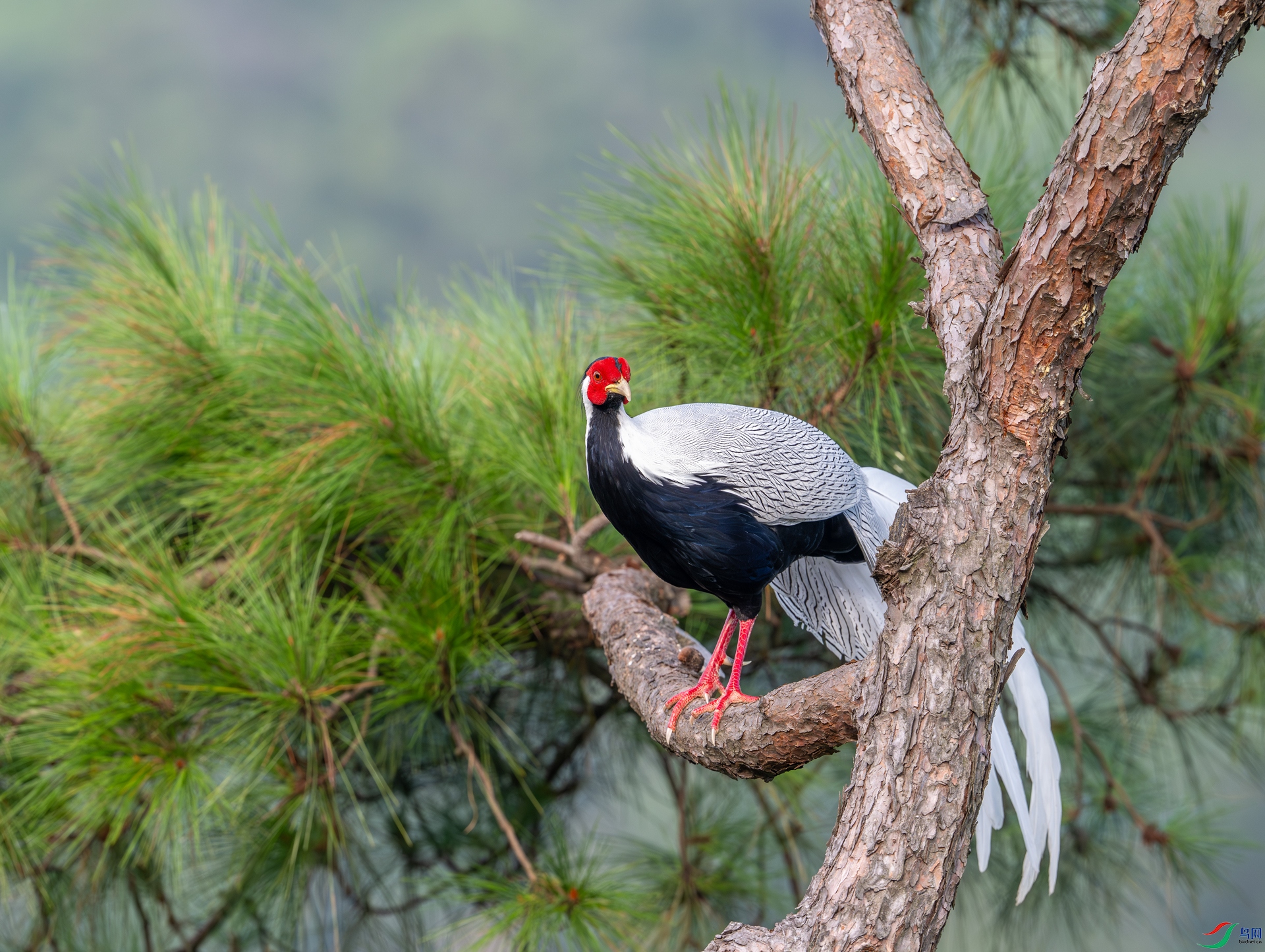 DSC_8511-1.jpg