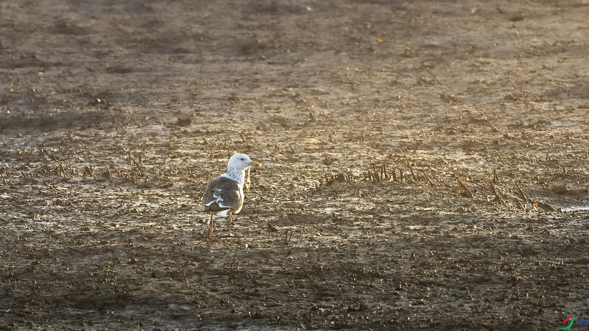 DSC_9589 ����.jpg