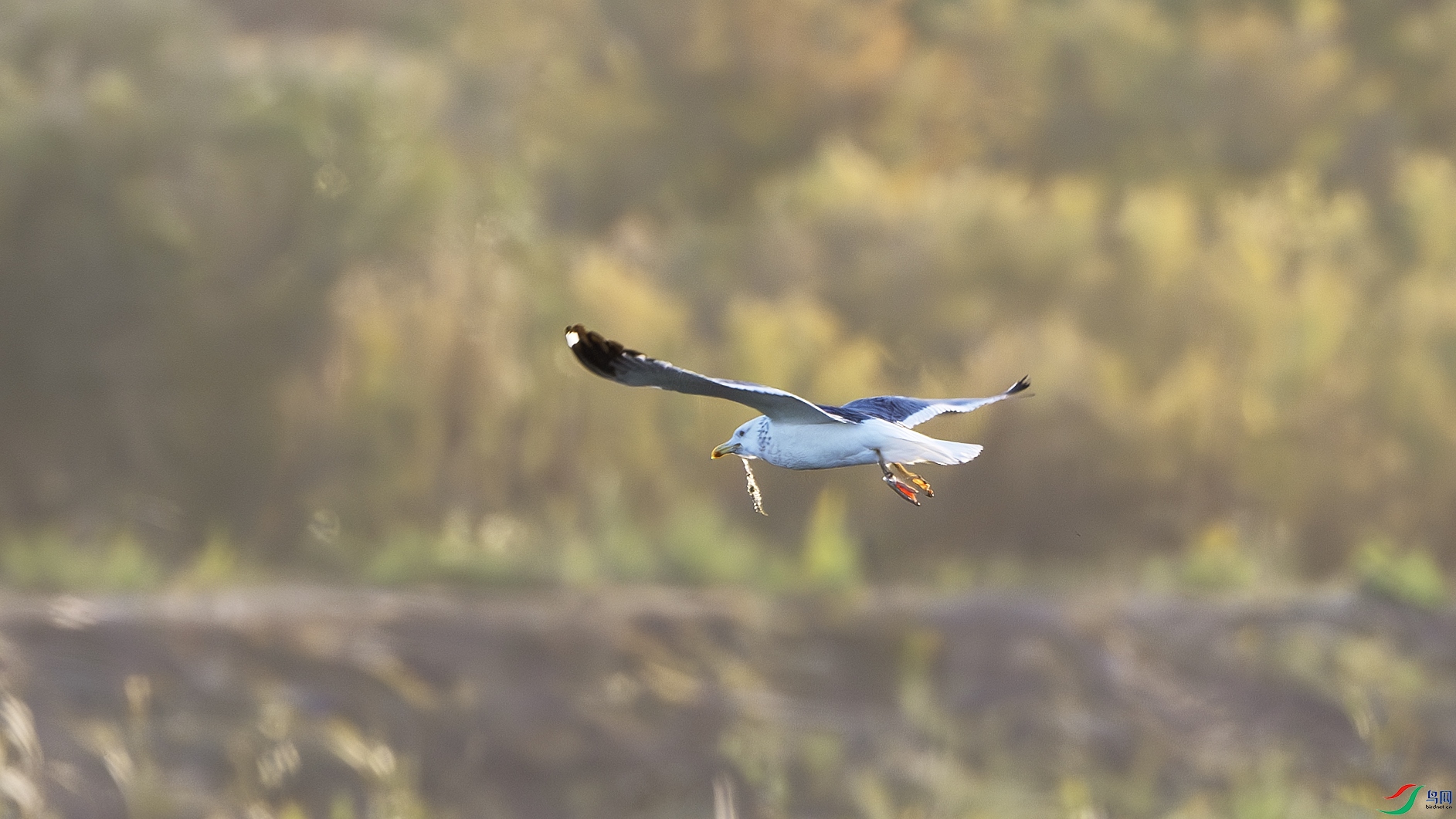 DSC_9632-����ǿ-NR ����.jpg