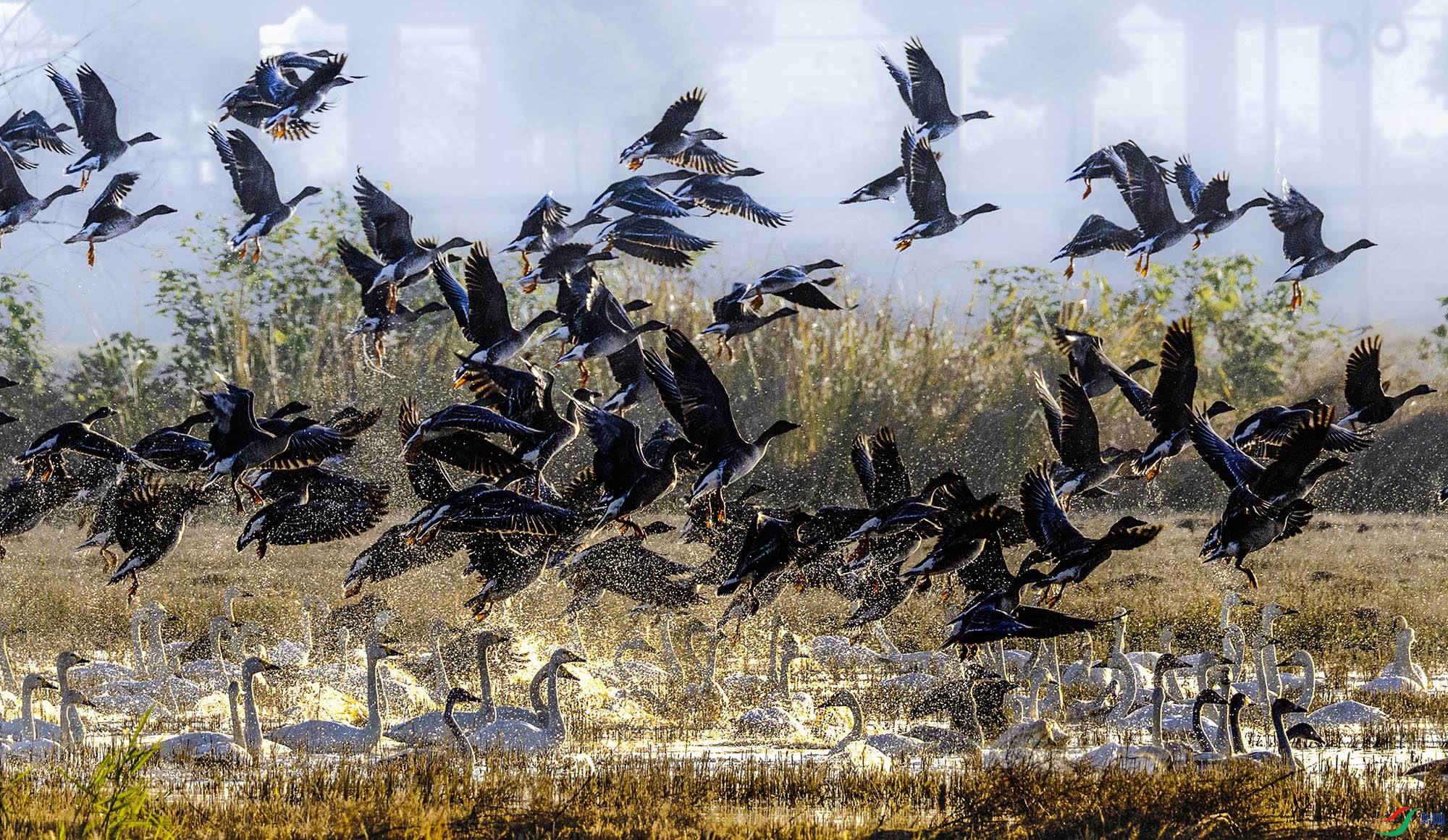 ī������