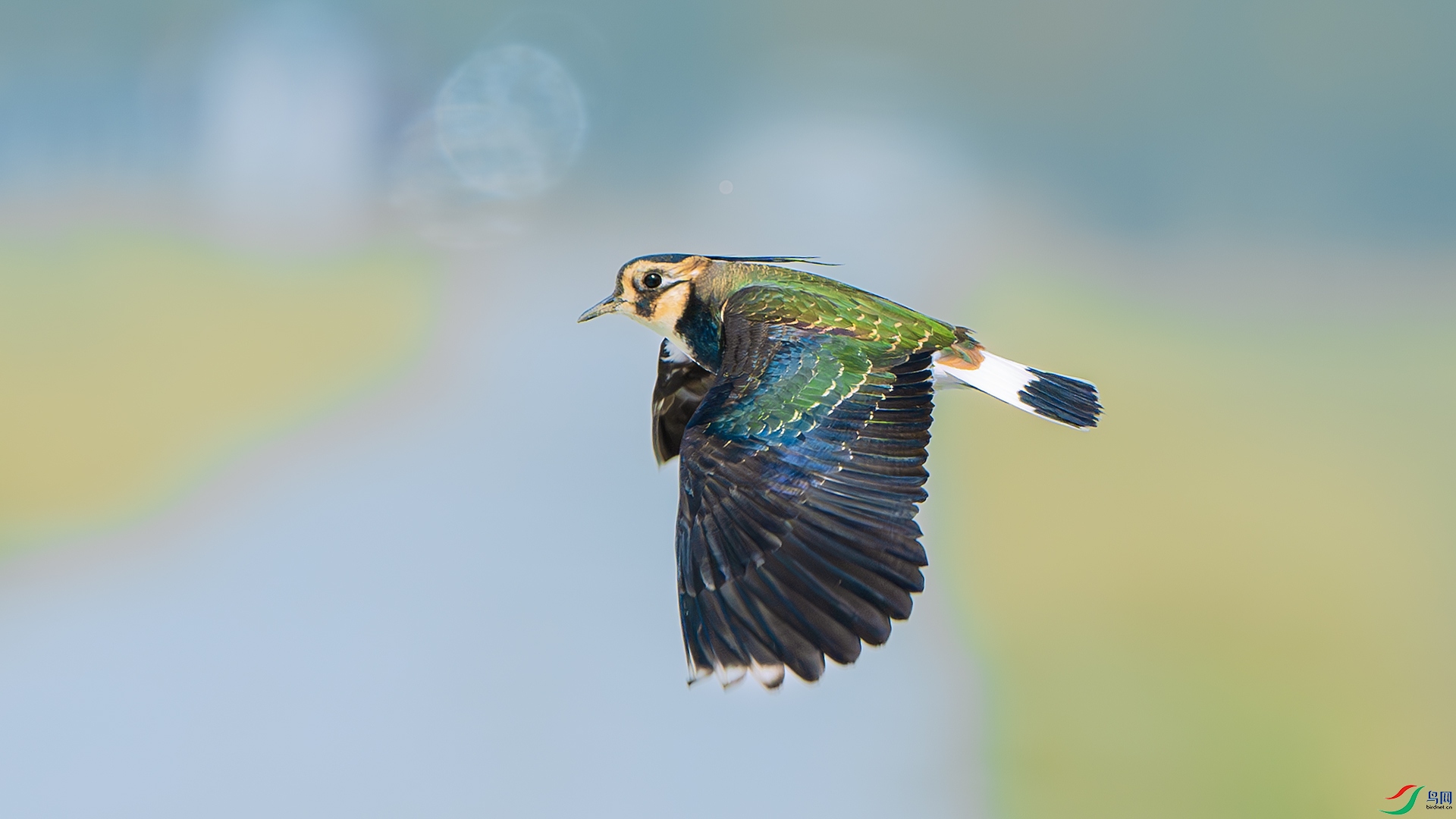 DSC_7981-����ǿ-NR ����.jpg