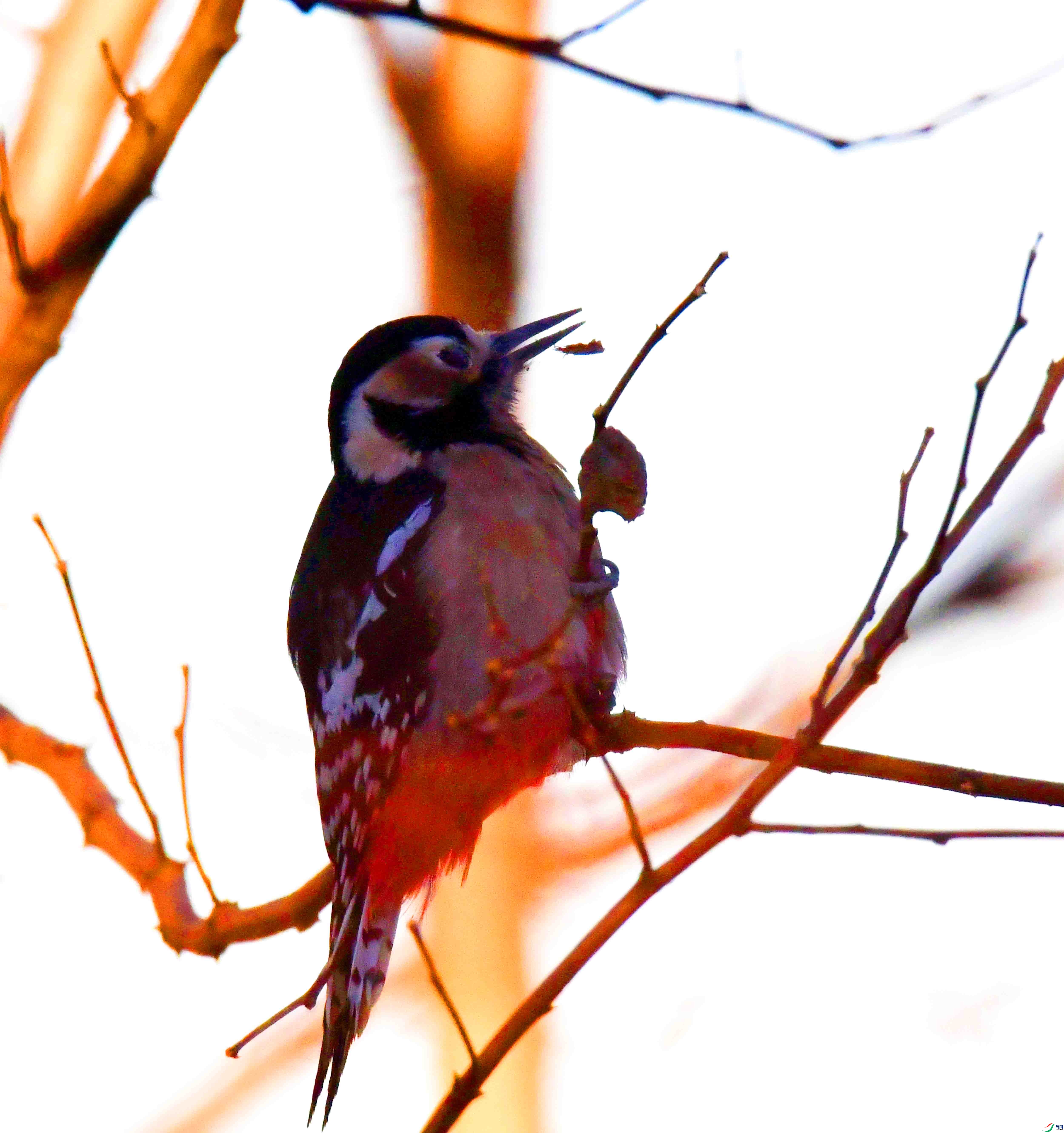 DSC_3617.JPG