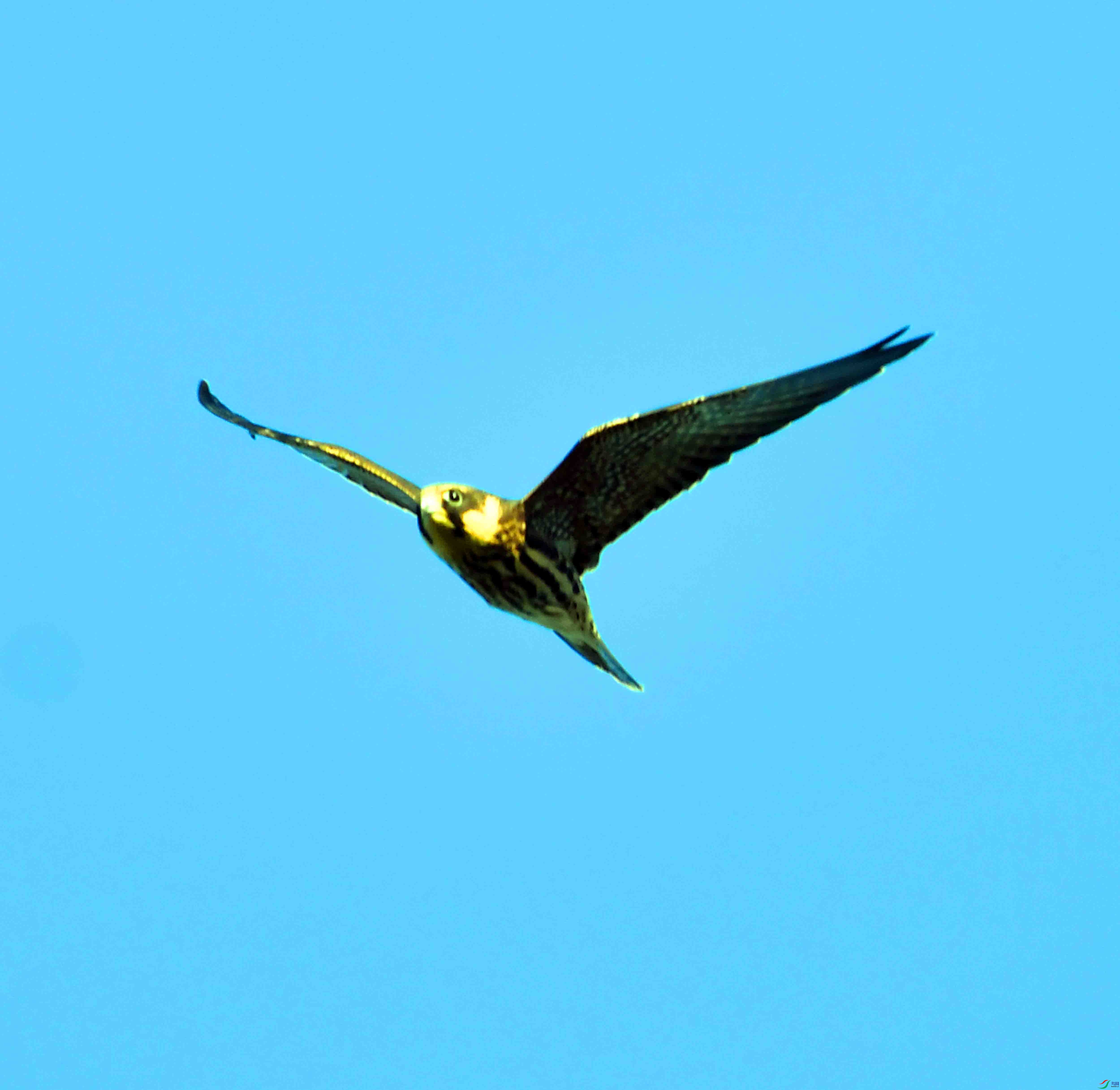 DSC_1953.JPG