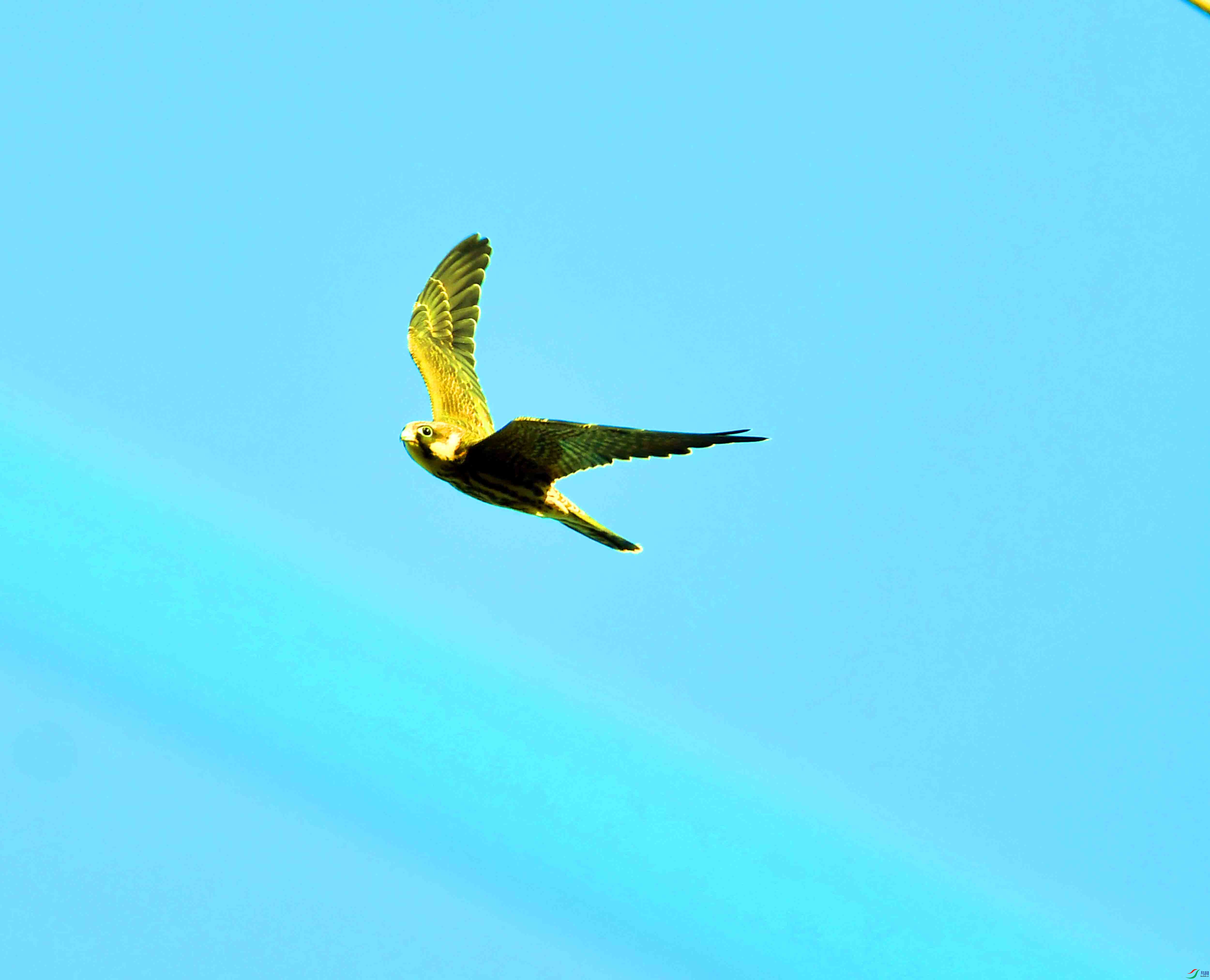 DSC_1950.JPG