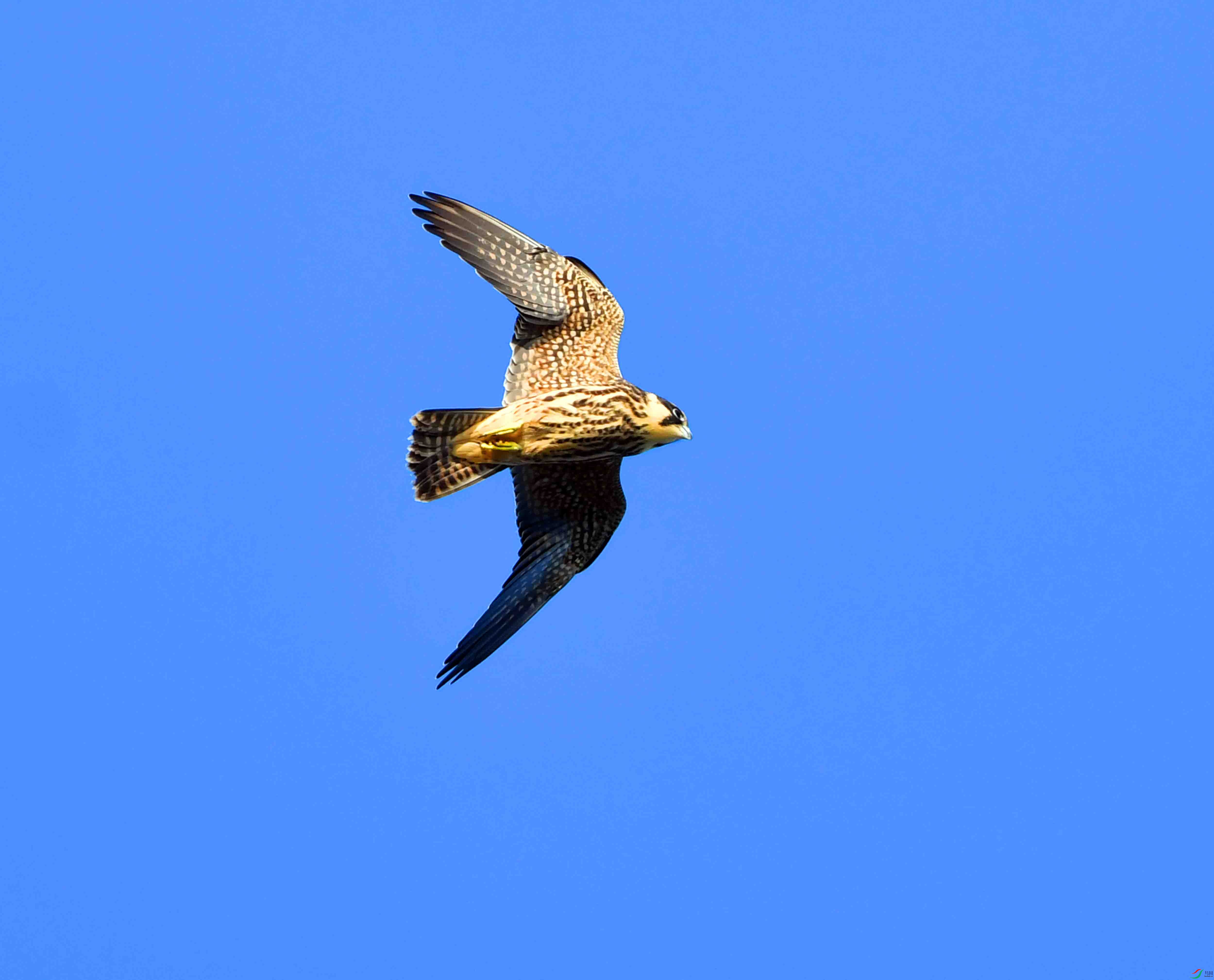 DSC_1977.JPG