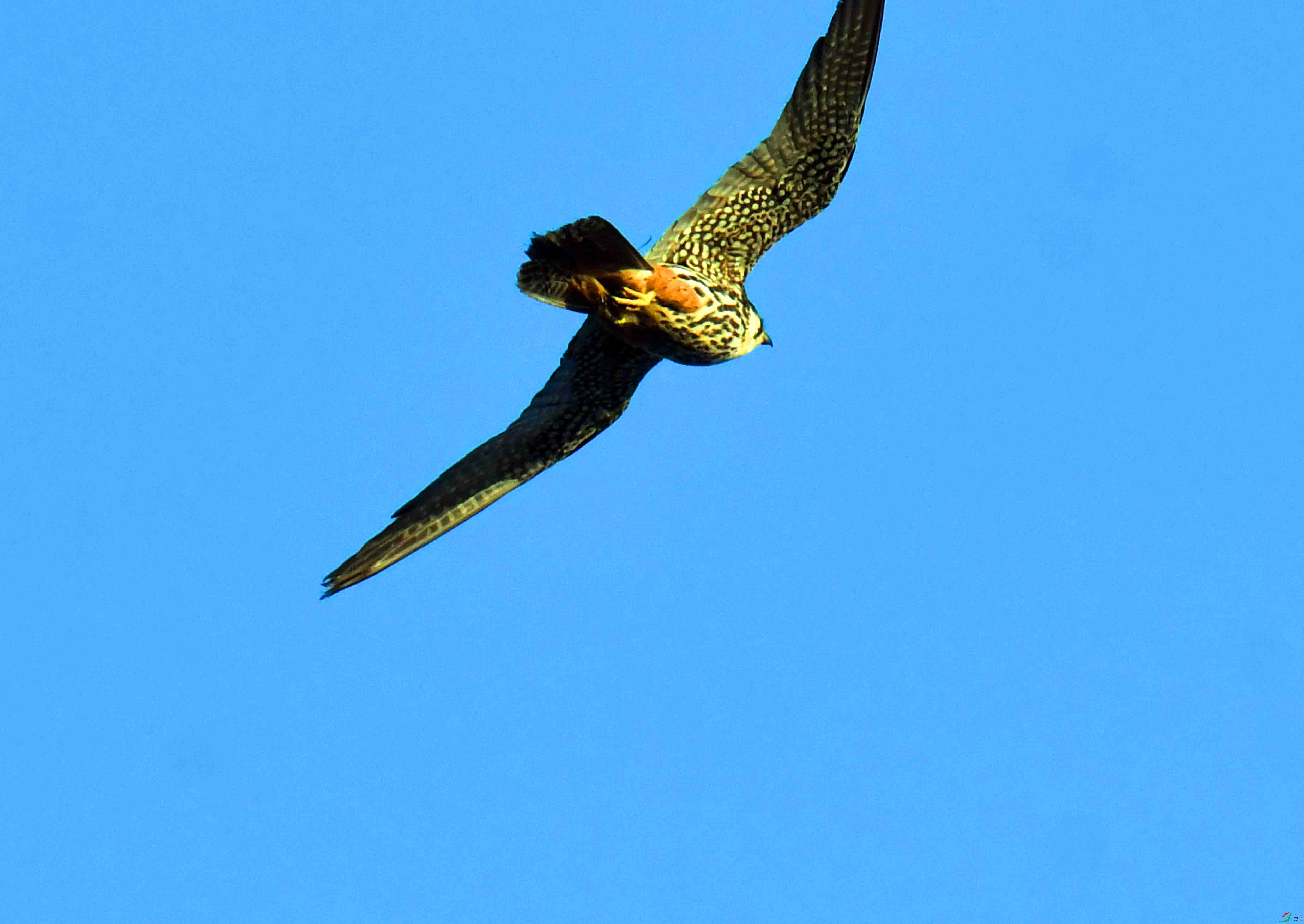 DSC_1999.JPG