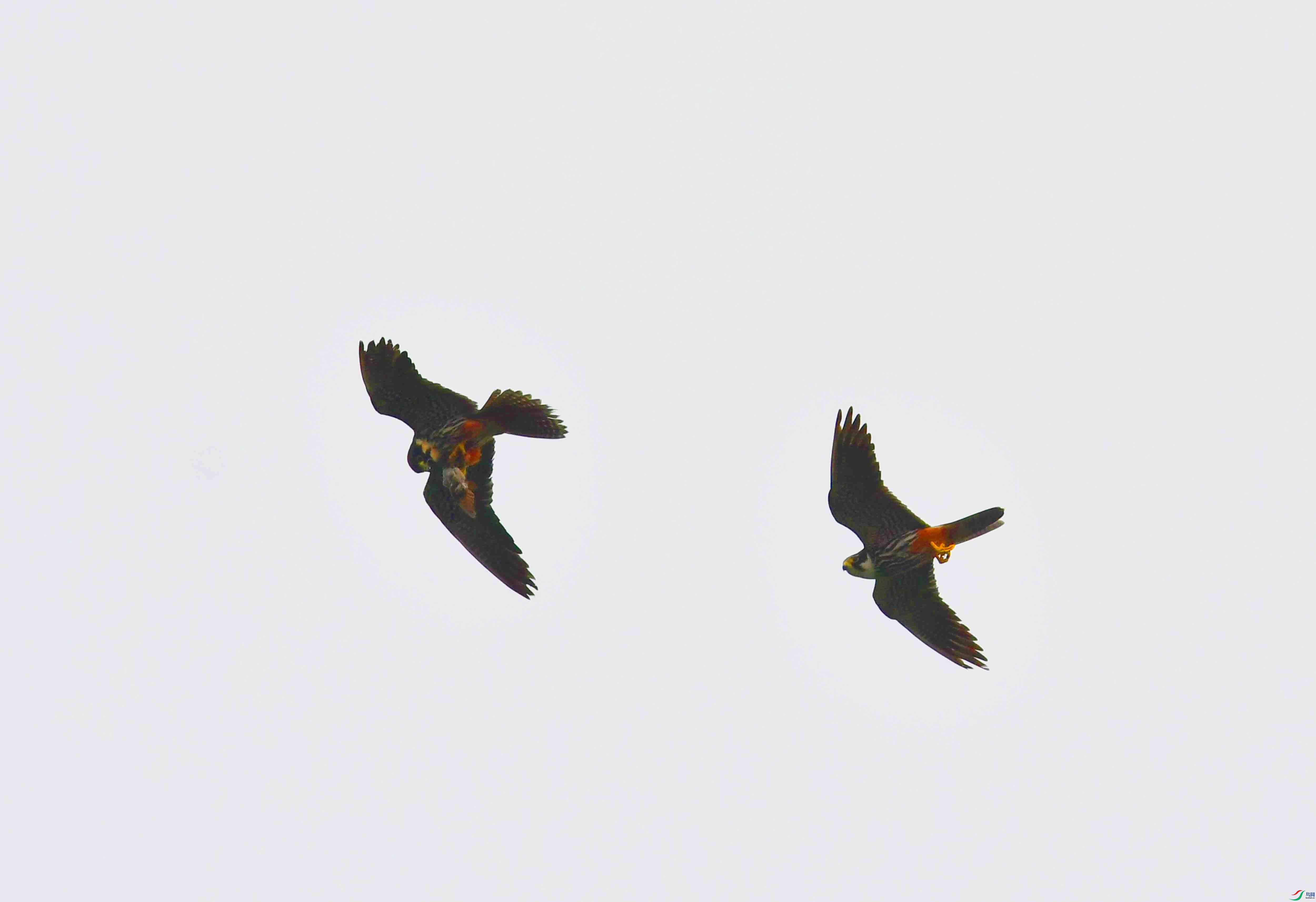 DSC_2083.JPG