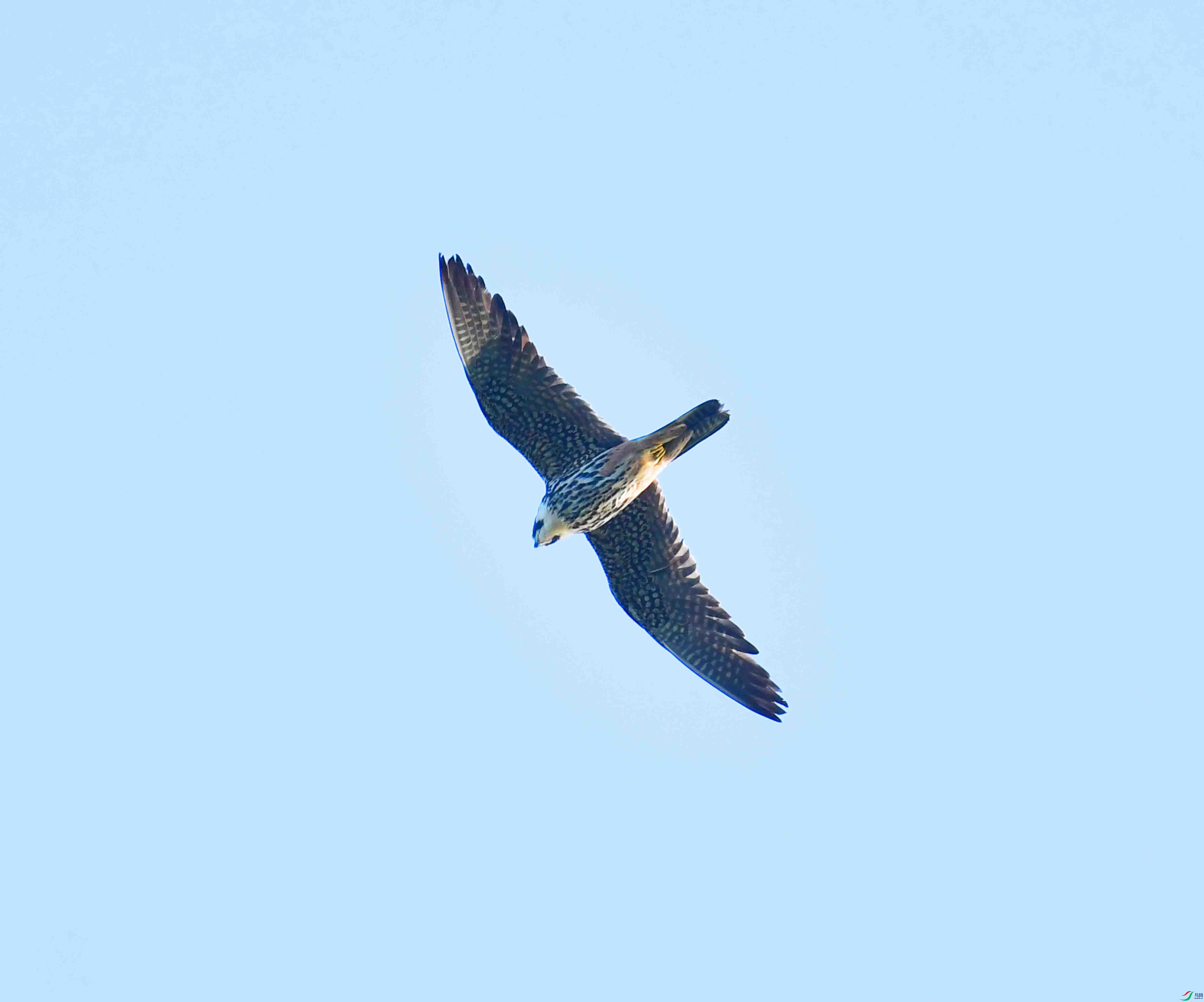 DSC_2096.JPG