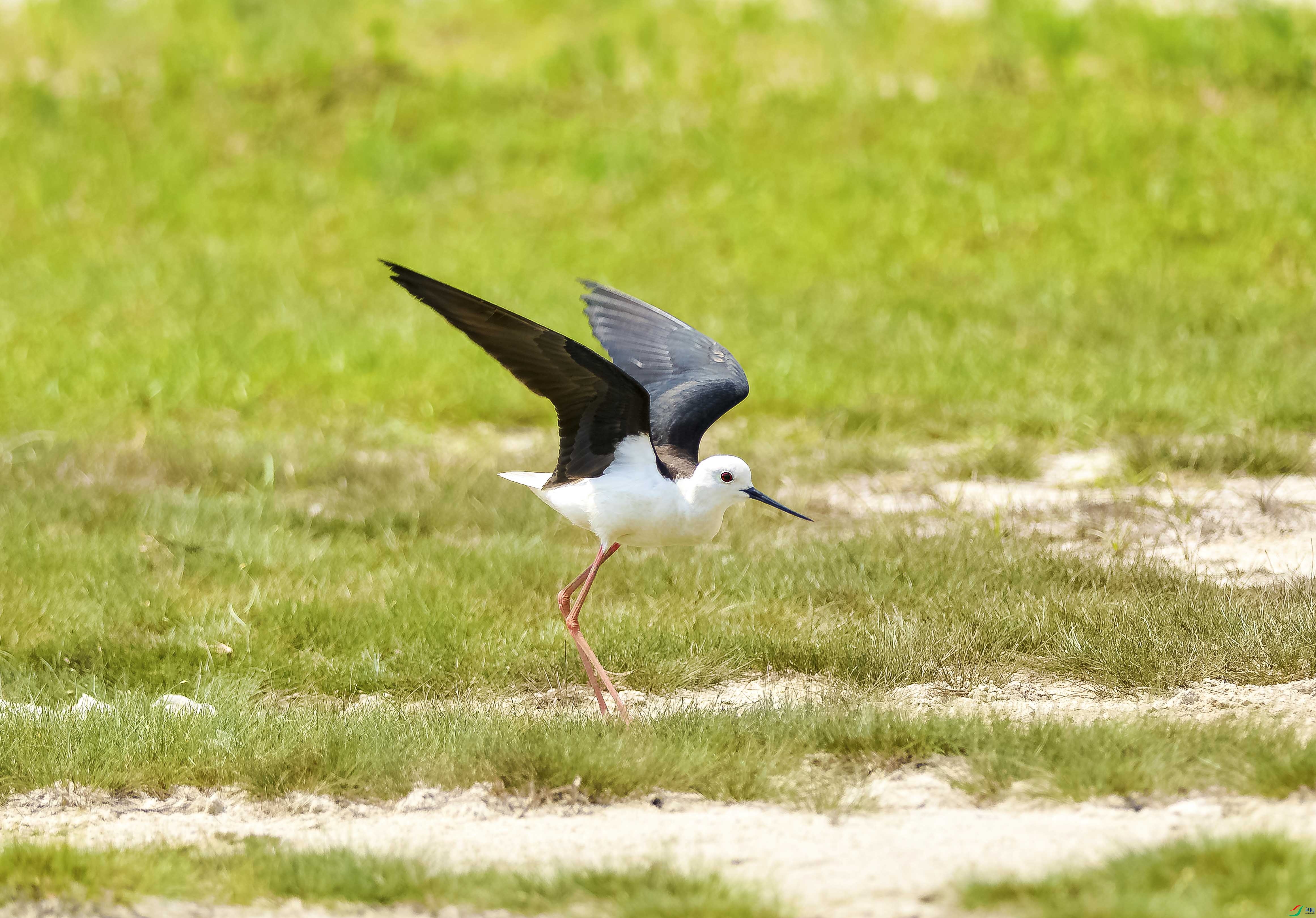 DSC_6888.jpg