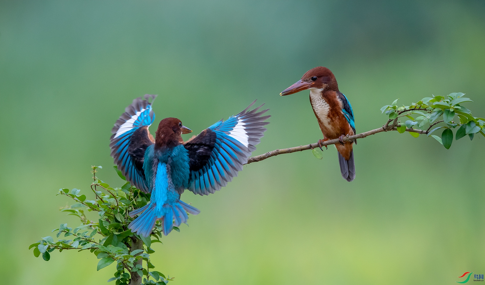 DSC_�������1 - ����1.jpg