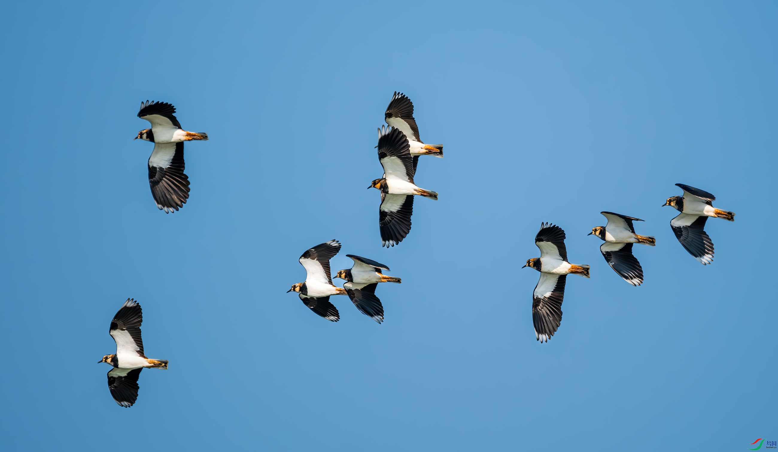 �ڰ�����