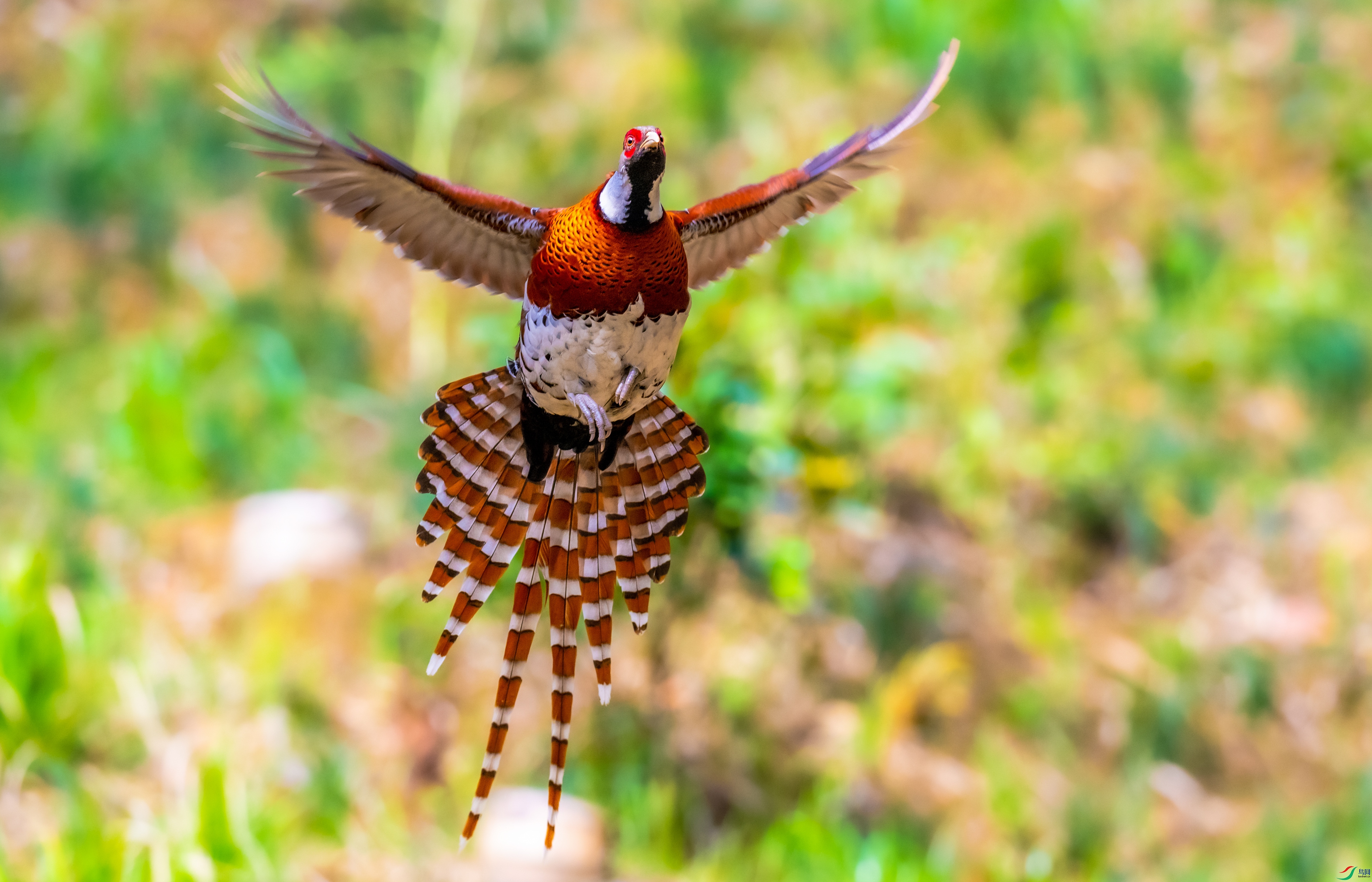 DSC_2784-1.jpg