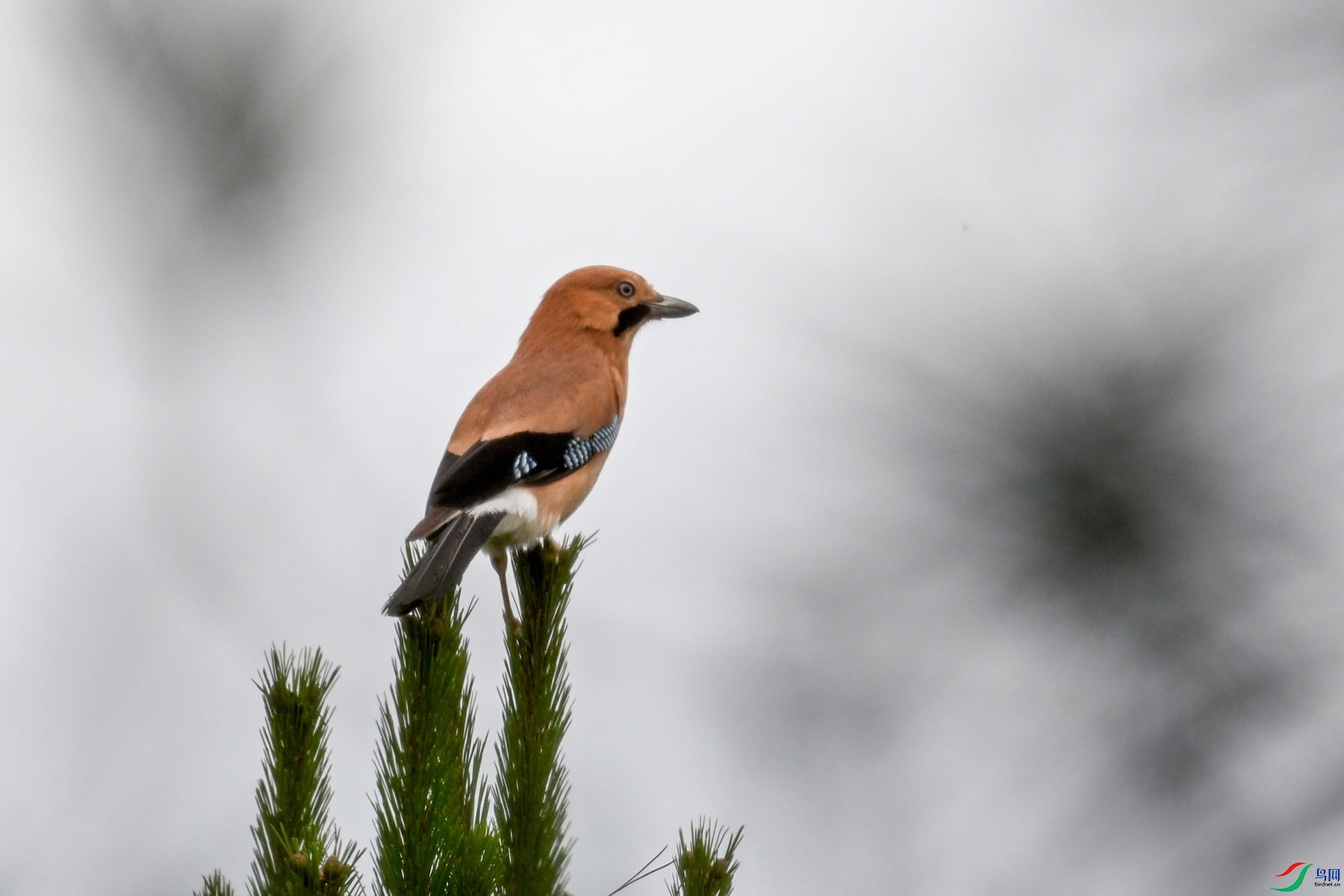 DSC_9949.JPG