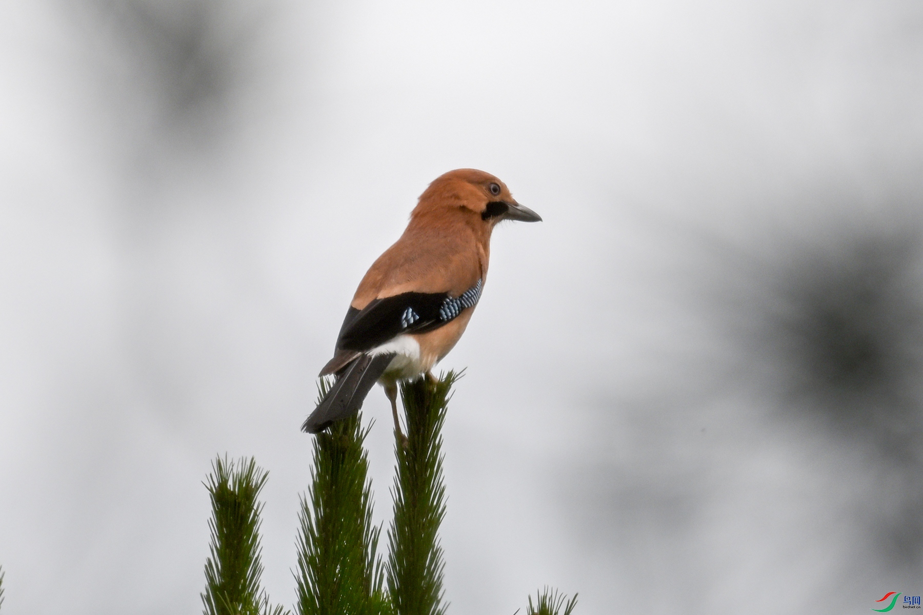 DSC_9951.JPG