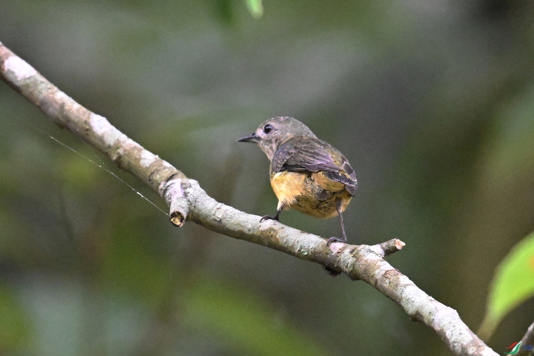DSC_9929.JPG