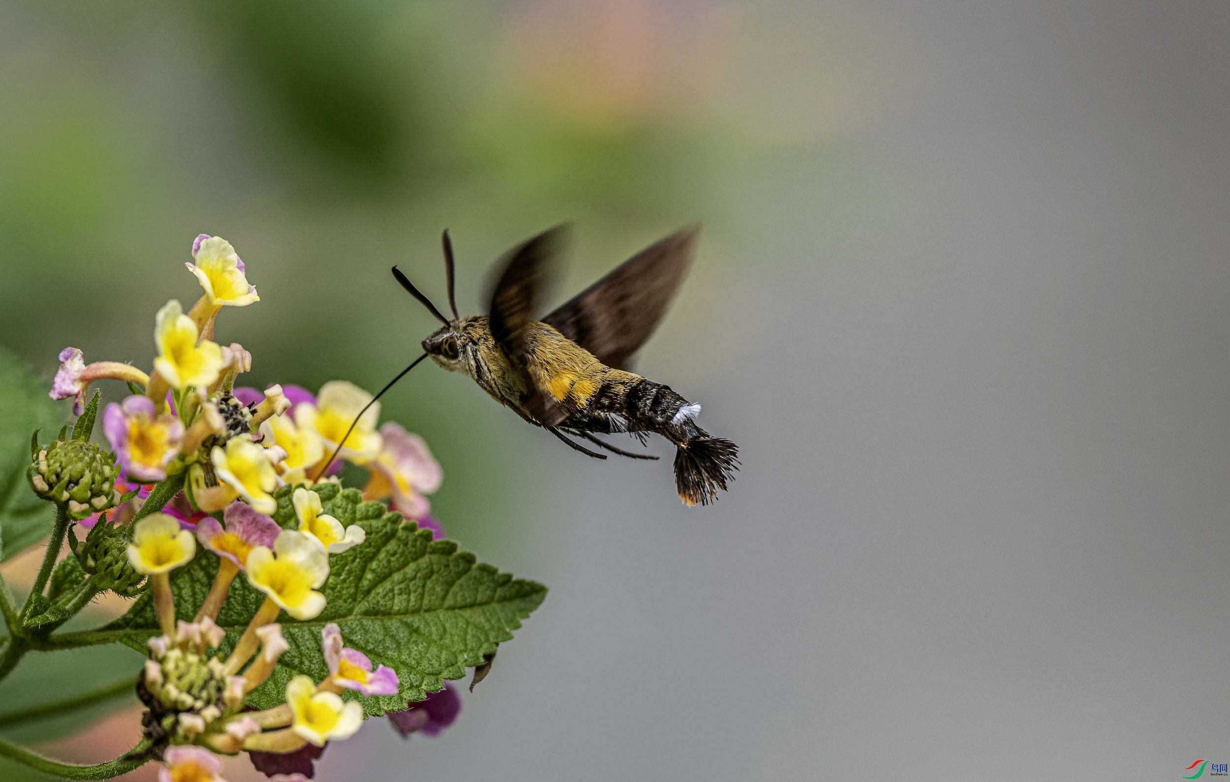 ����ӥ�� (94)-01.jpg