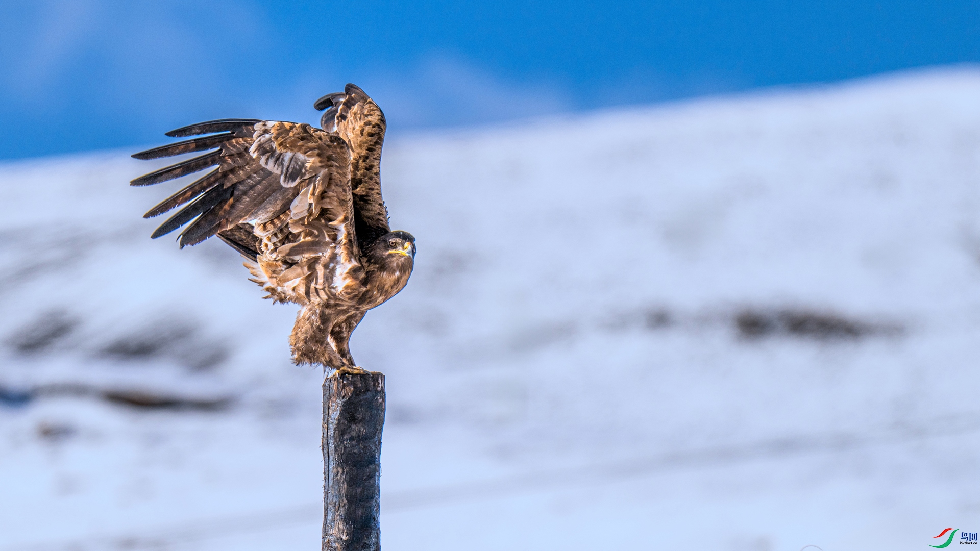 DSC_1700 ����_����.jpg