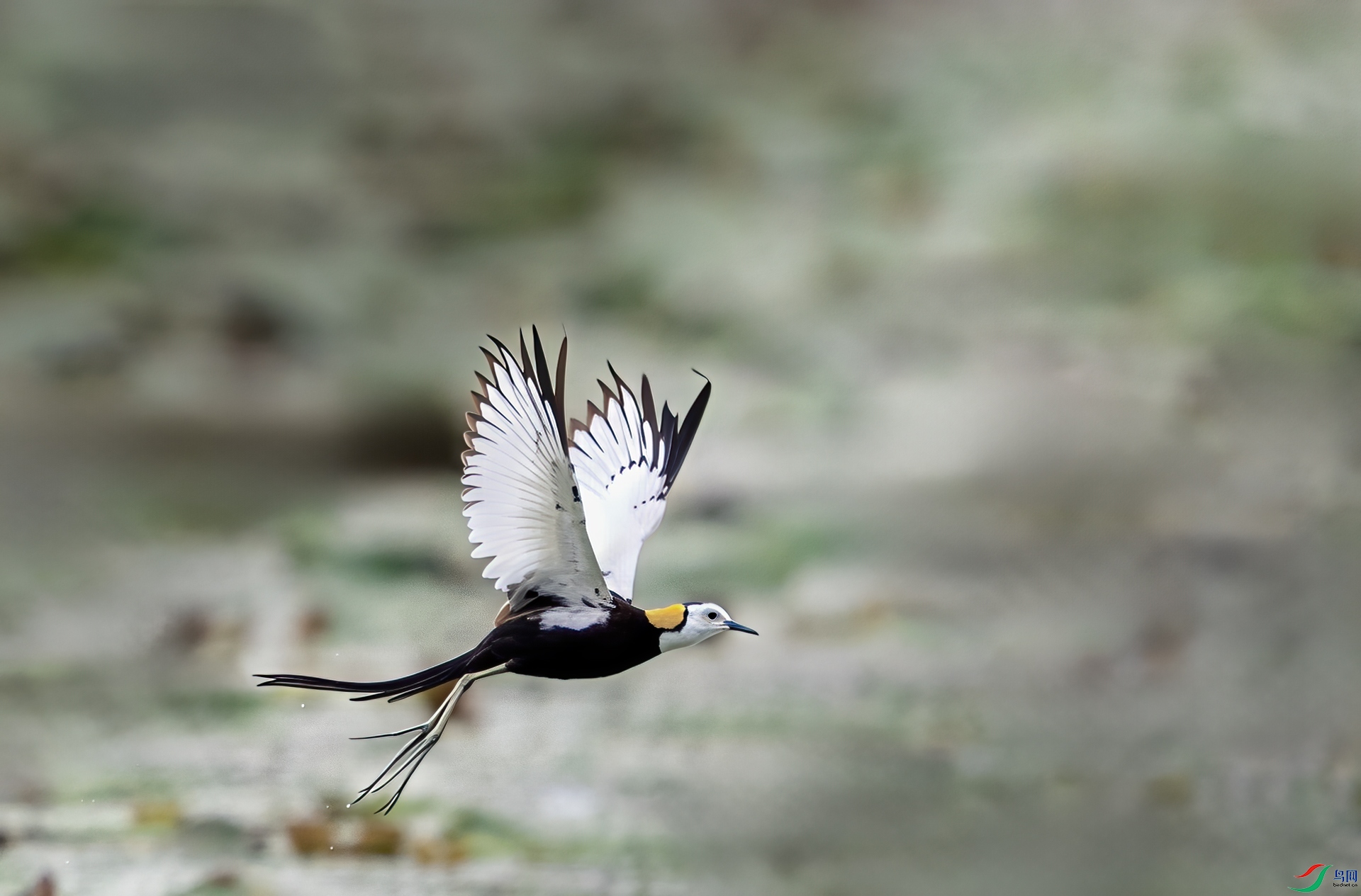 DSC_4183-1.jpg