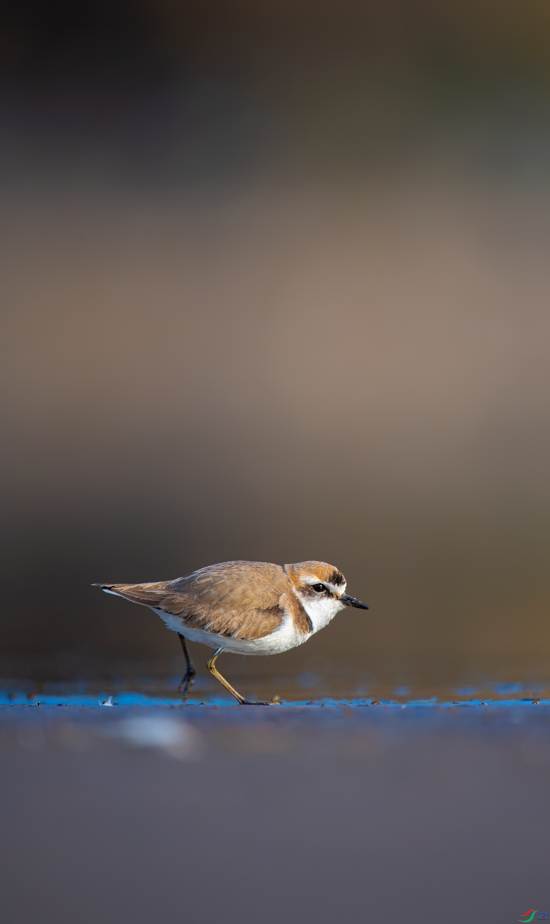 ���� (2).jpg