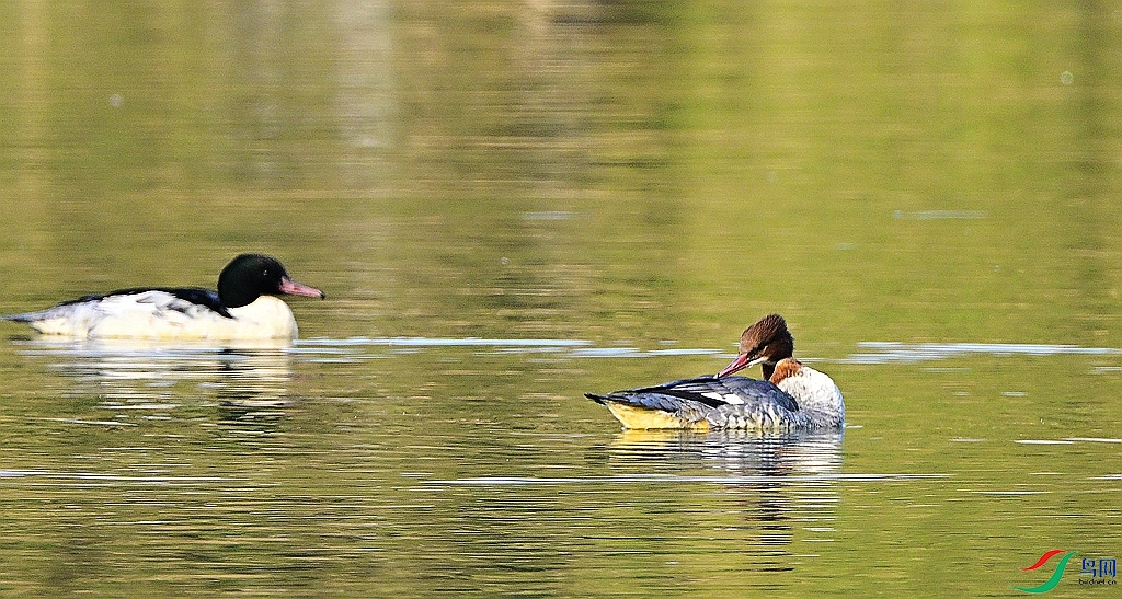 DSC_4322.JPG