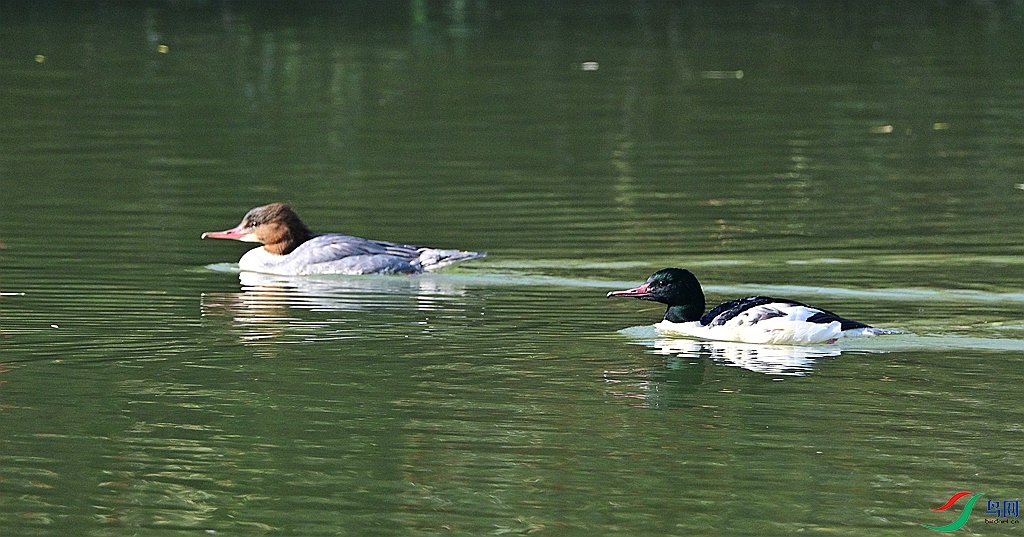 DSC_6133.JPG