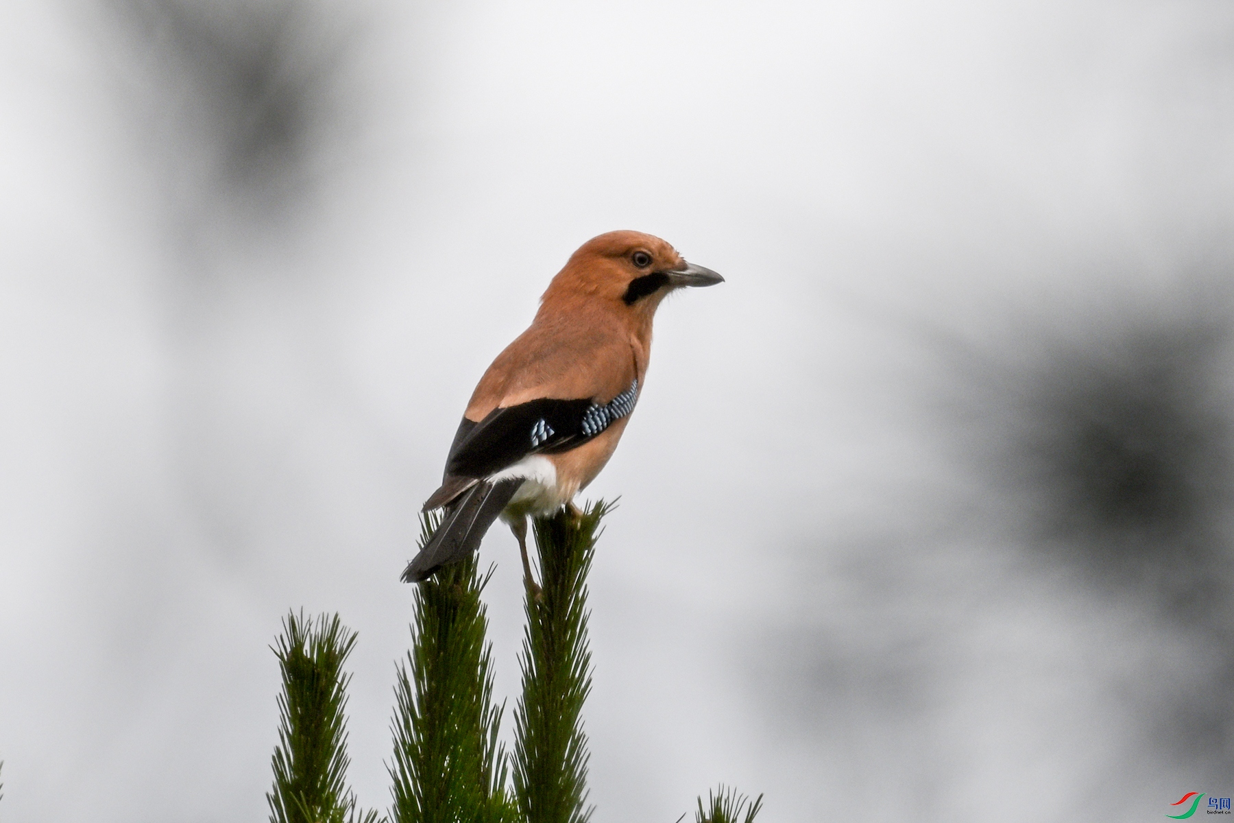 DSC_9954.JPG