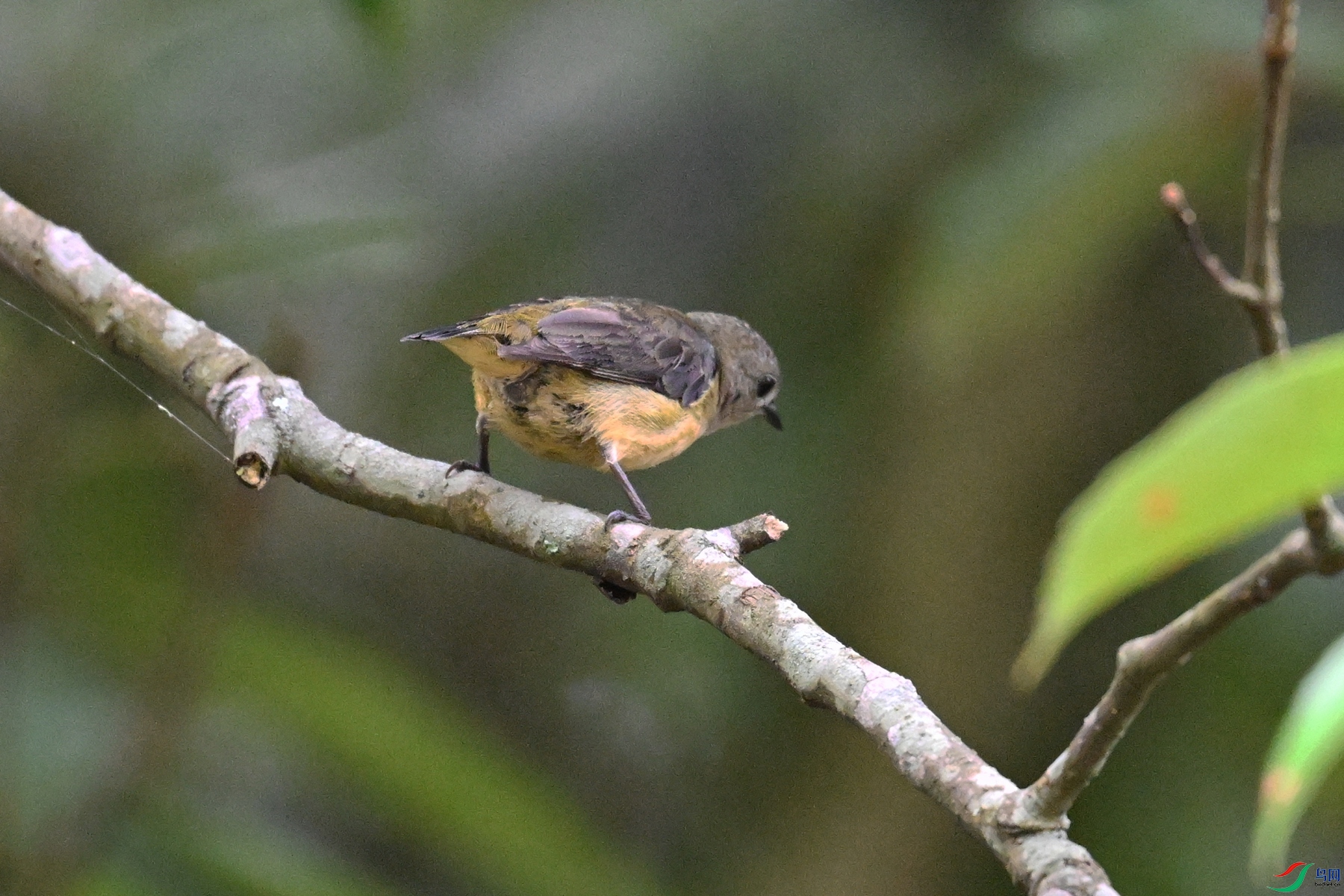 DSC_9935.JPG