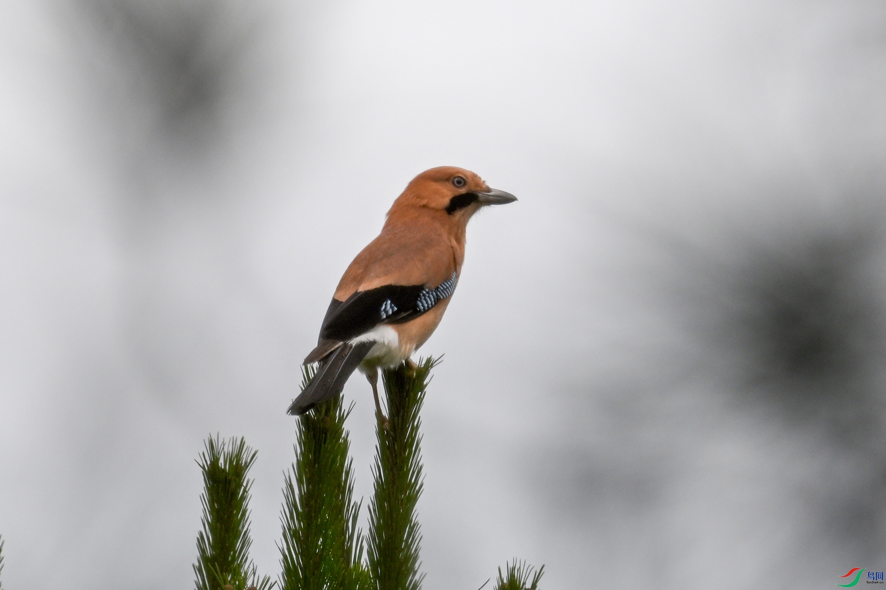 DSC_9952.JPG