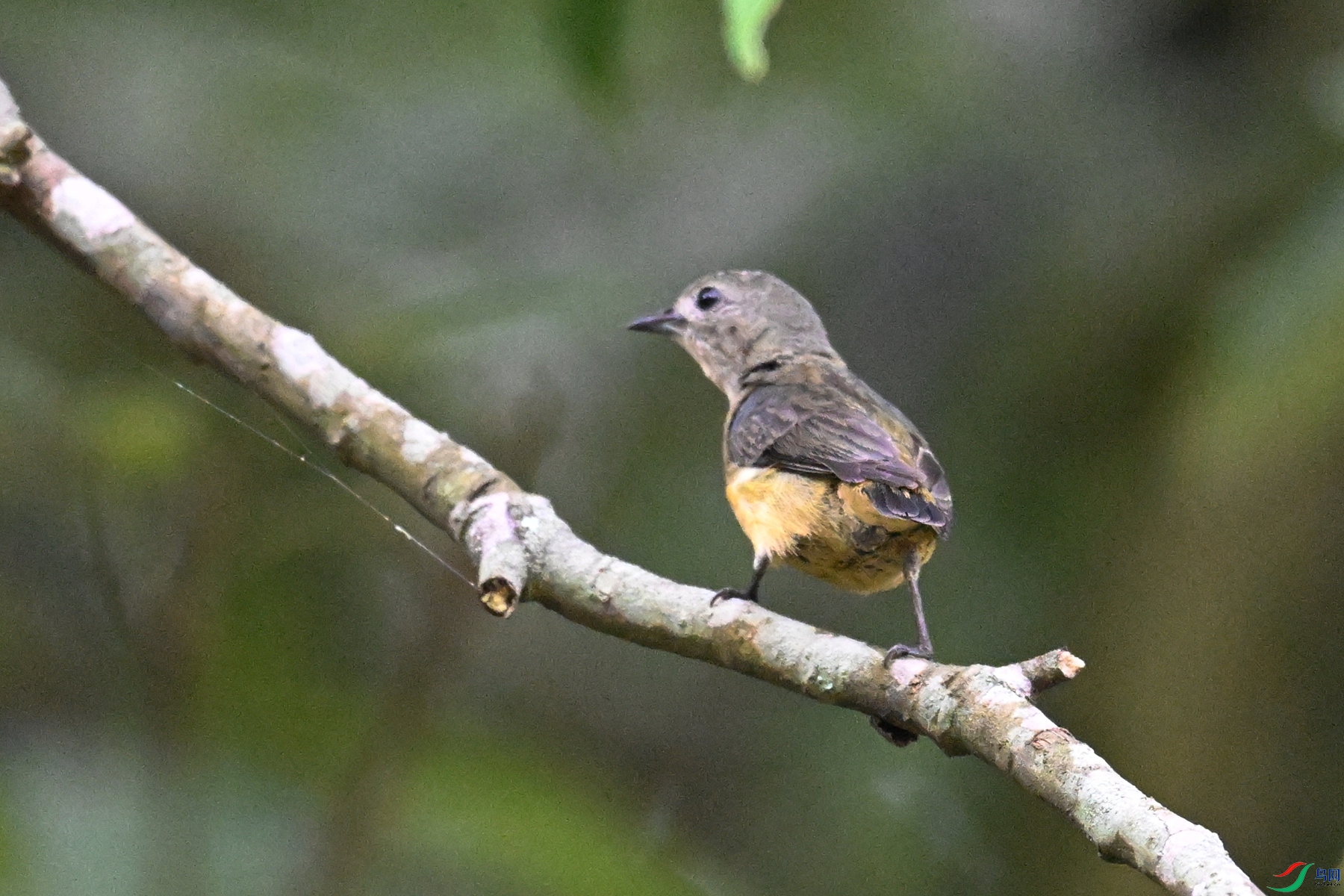 DSC_9921.JPG