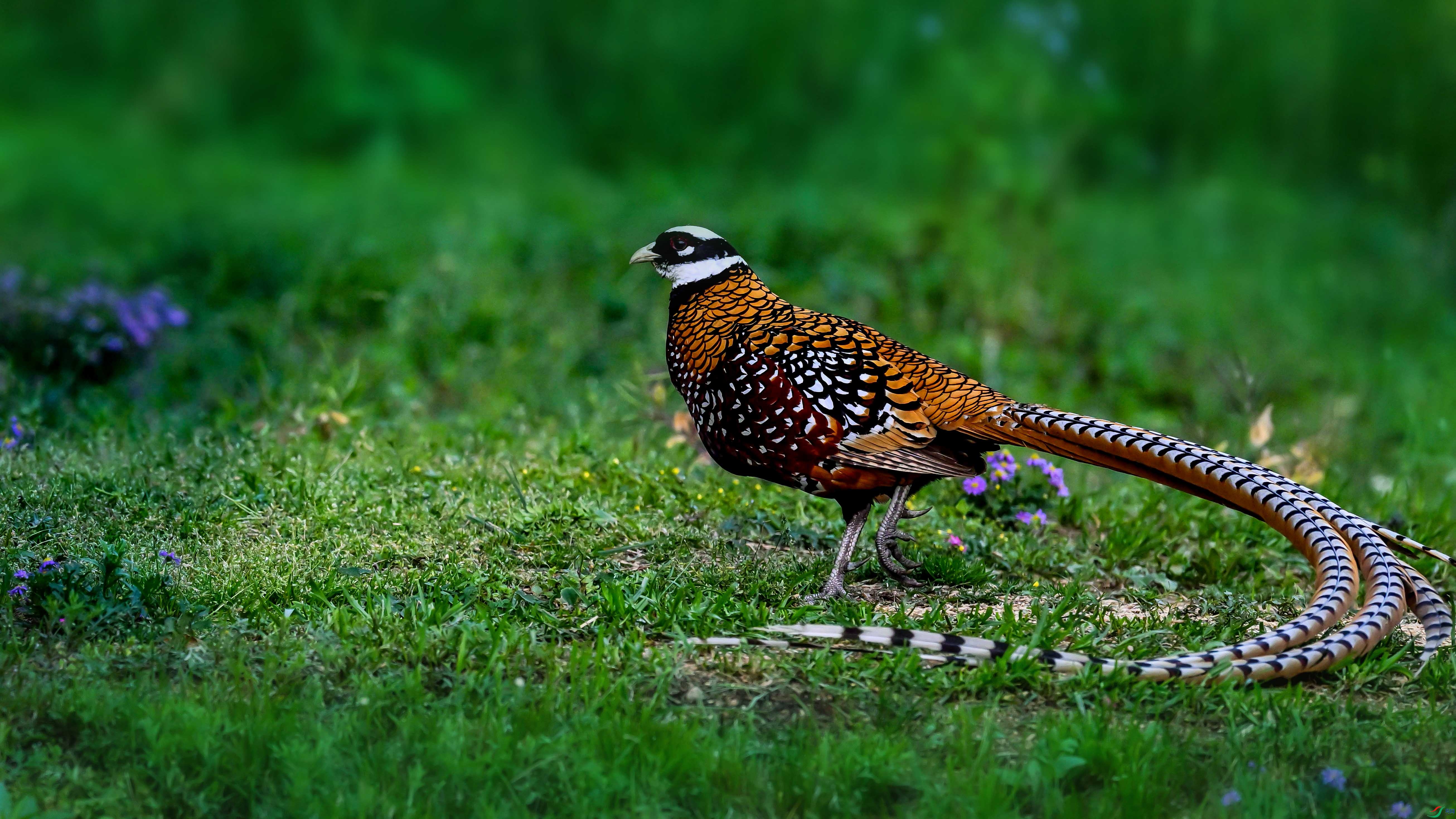 DSC_7139.jpg