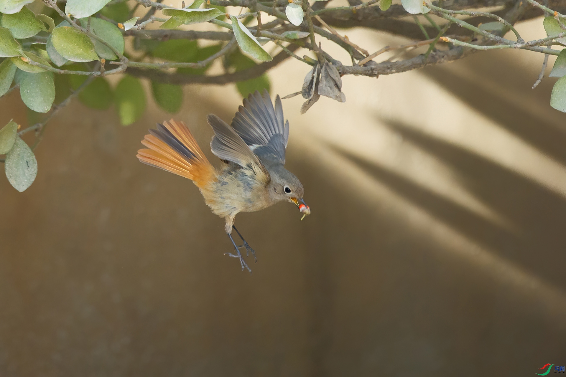 DSC_2812-20210521 AI.jpg