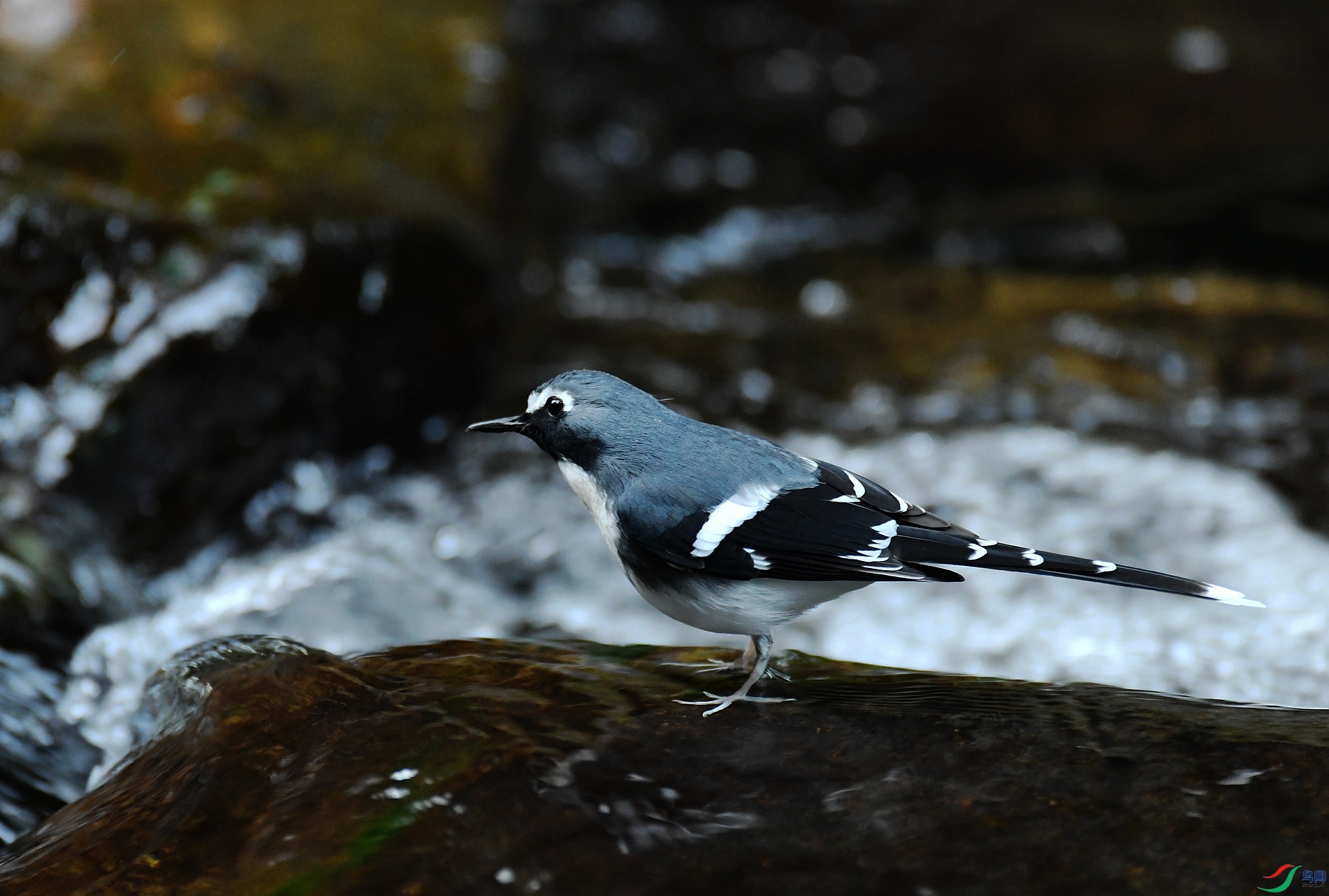 DSC_8681.jpg