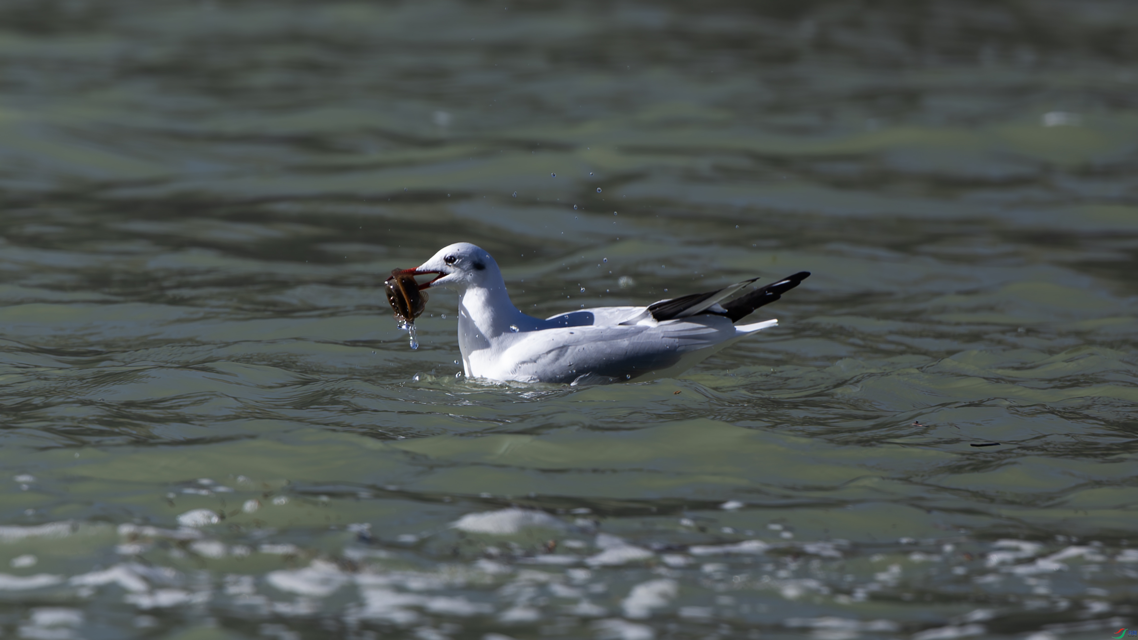 _O7A1621 ����.jpg