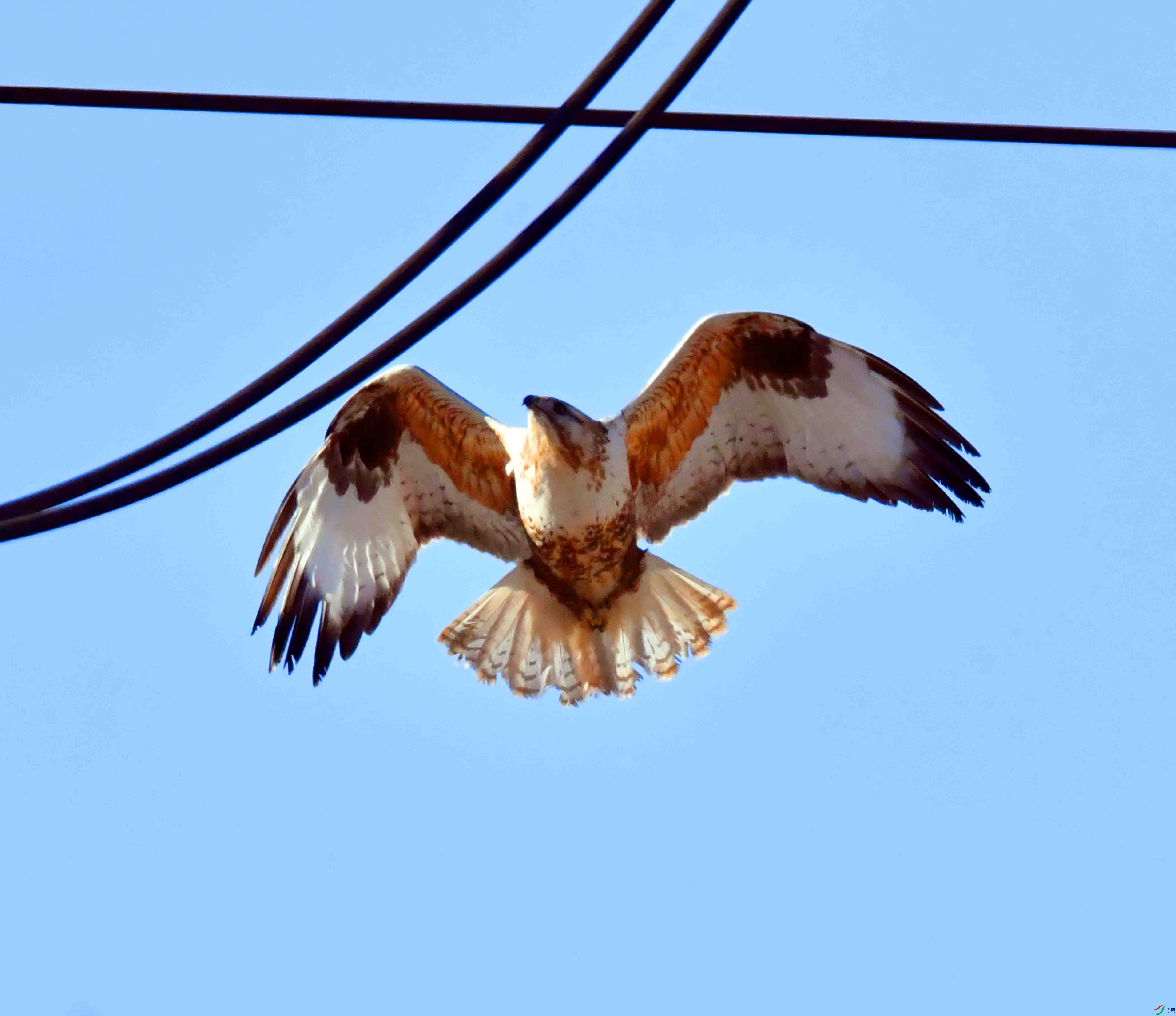 DSC_2987.JPG