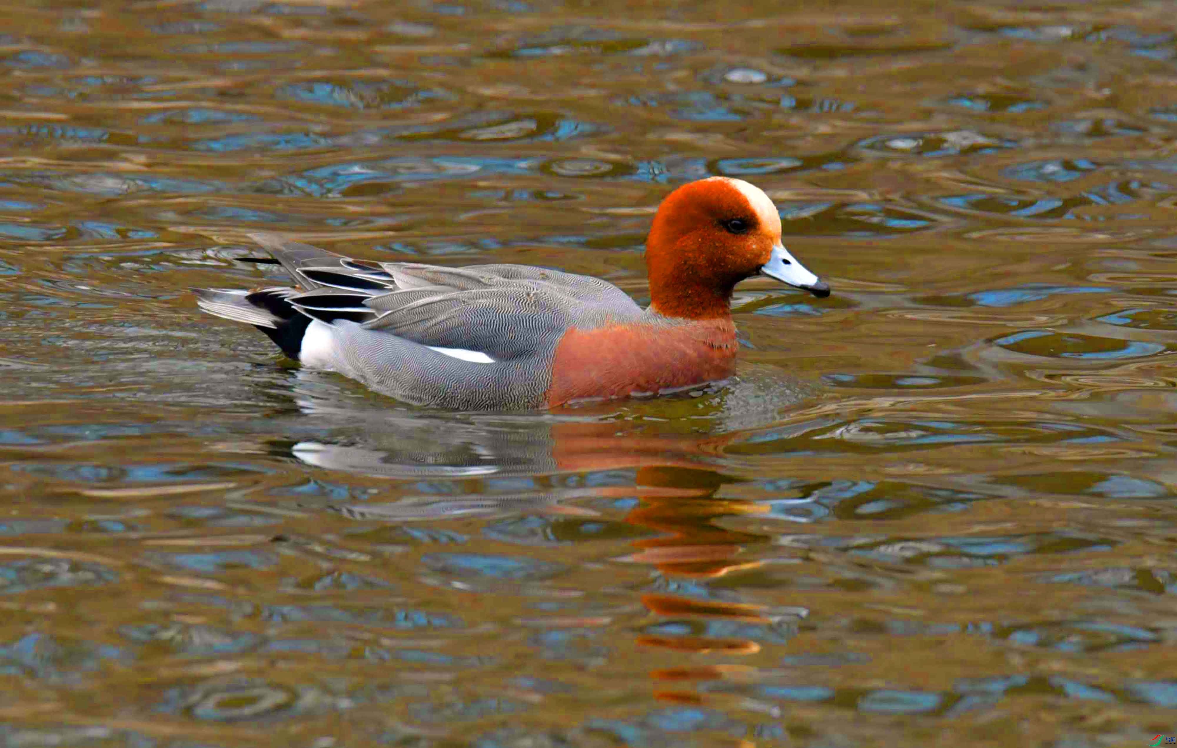 DSC_4711.JPG