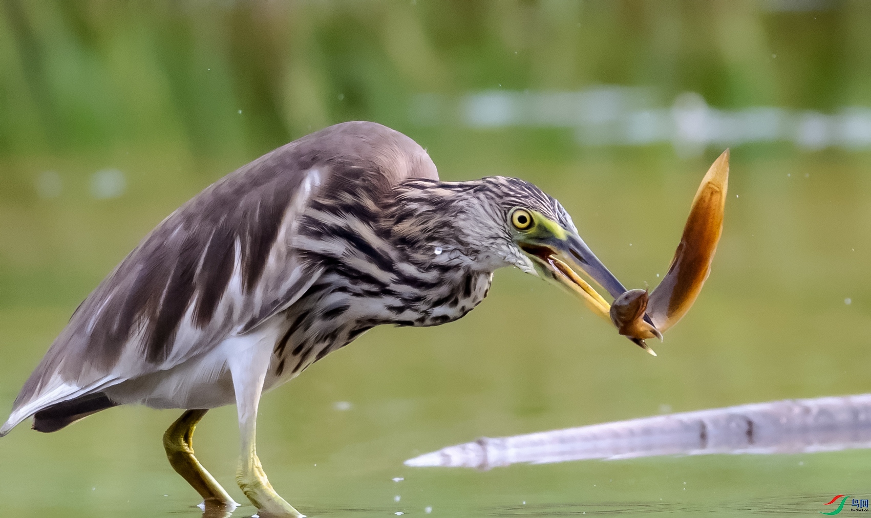 DSC_4801---_conew1.jpg