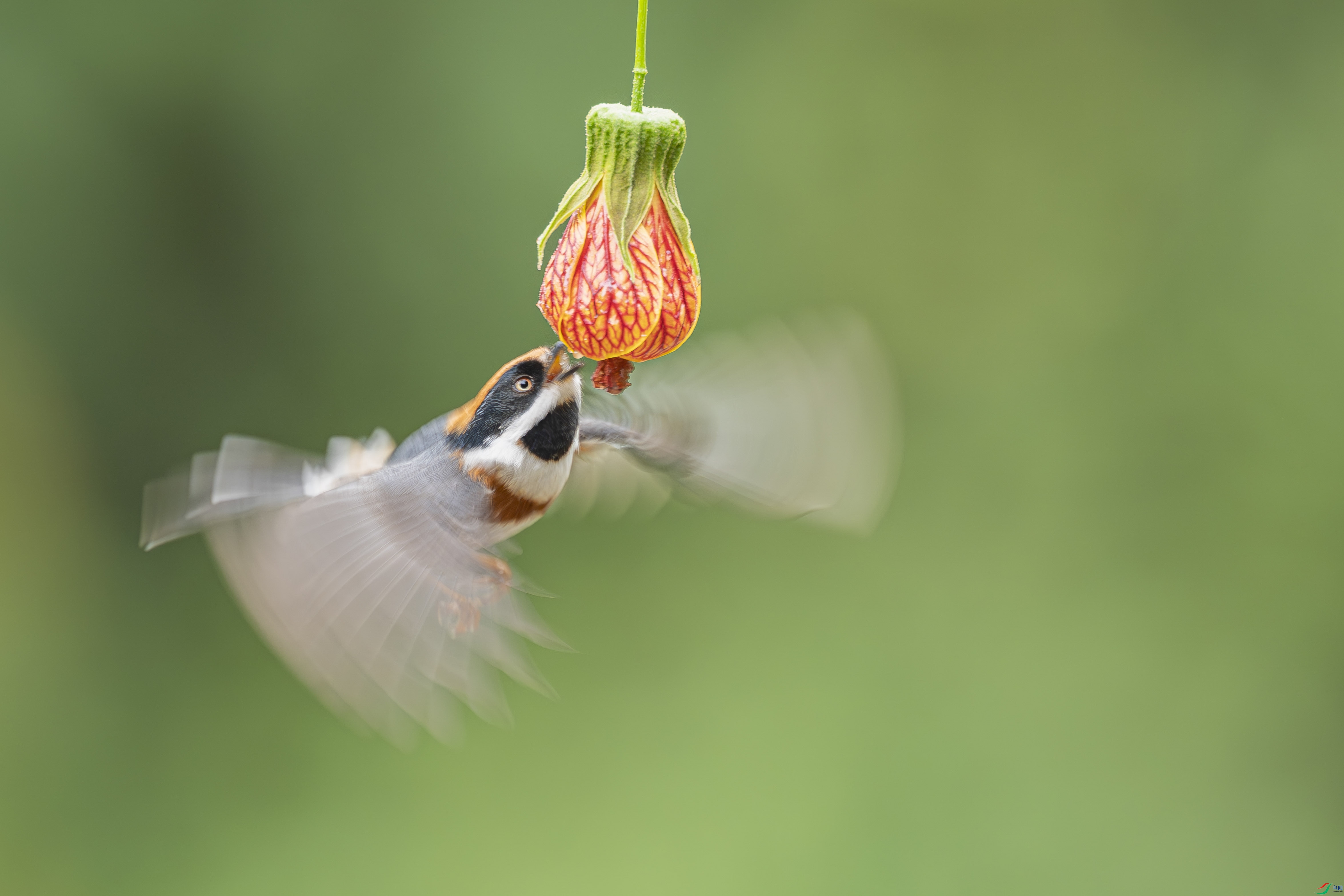 DSC06411 ����_1.JPG